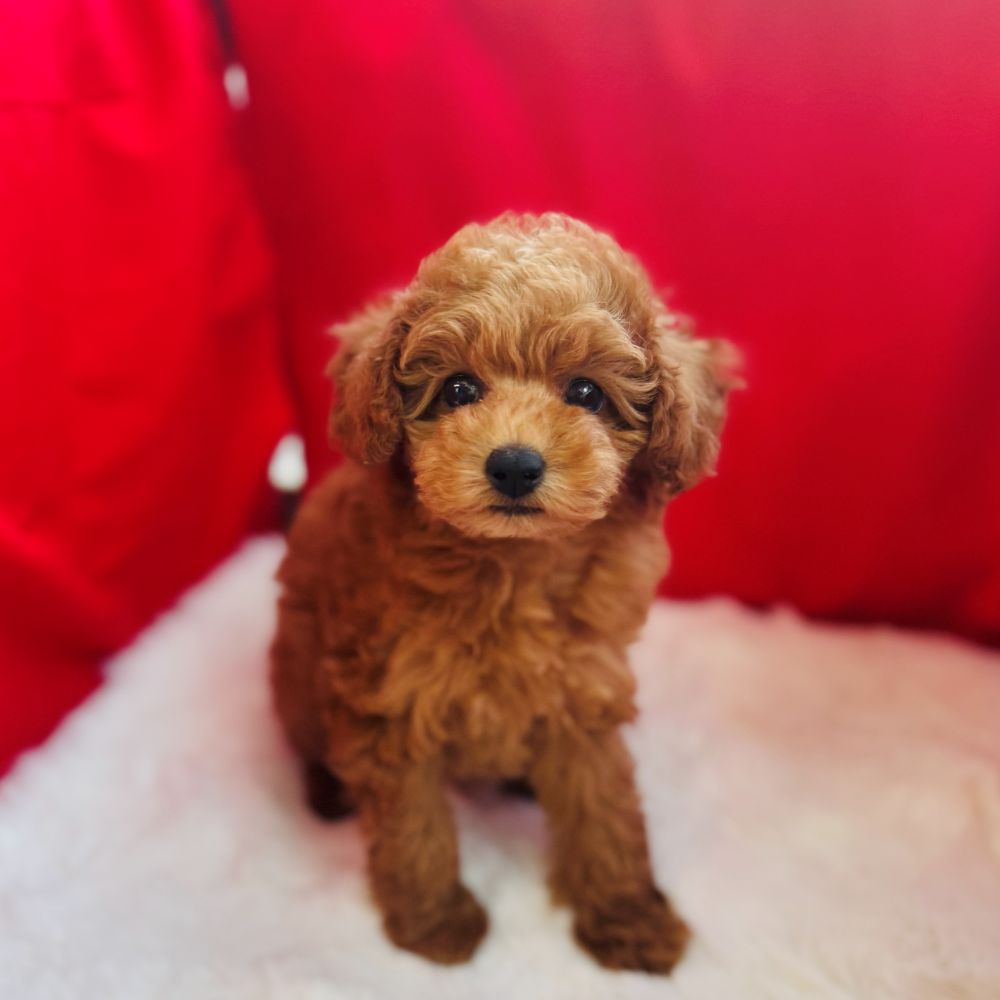 愛知県のトイプードル(トイ) (犬の家＆猫の里愛知刈谷店/2025年9月26日生まれ/女の子/レッド)の子犬