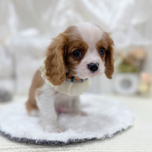岐阜県のキャバリアキングチャールズスパニエル (犬の家＆猫の里カラフルタウン岐阜店/2025年9月27日生まれ/男の子/ブレンハイム)の子犬の1枚目の画像