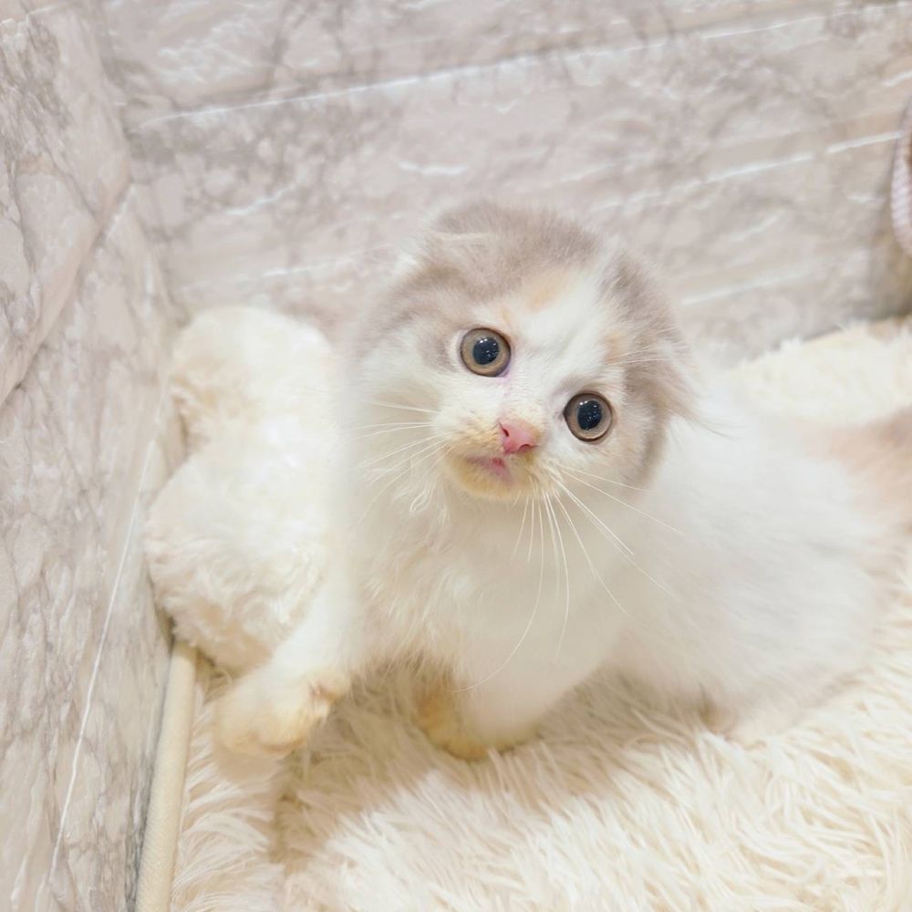 愛知県のスコティッシュフォールド (犬の家＆猫の里MiO香久山店/2025年9月21日生まれ/女の子/ブルーパッチドタビーホワイト)の子猫の3枚目の画像