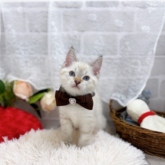 滋賀県のマンチカン (犬の家＆猫の里長浜店/2025年9月23日生まれ/男の子/ライラックリンクスポイント)の子猫の1枚目の画像