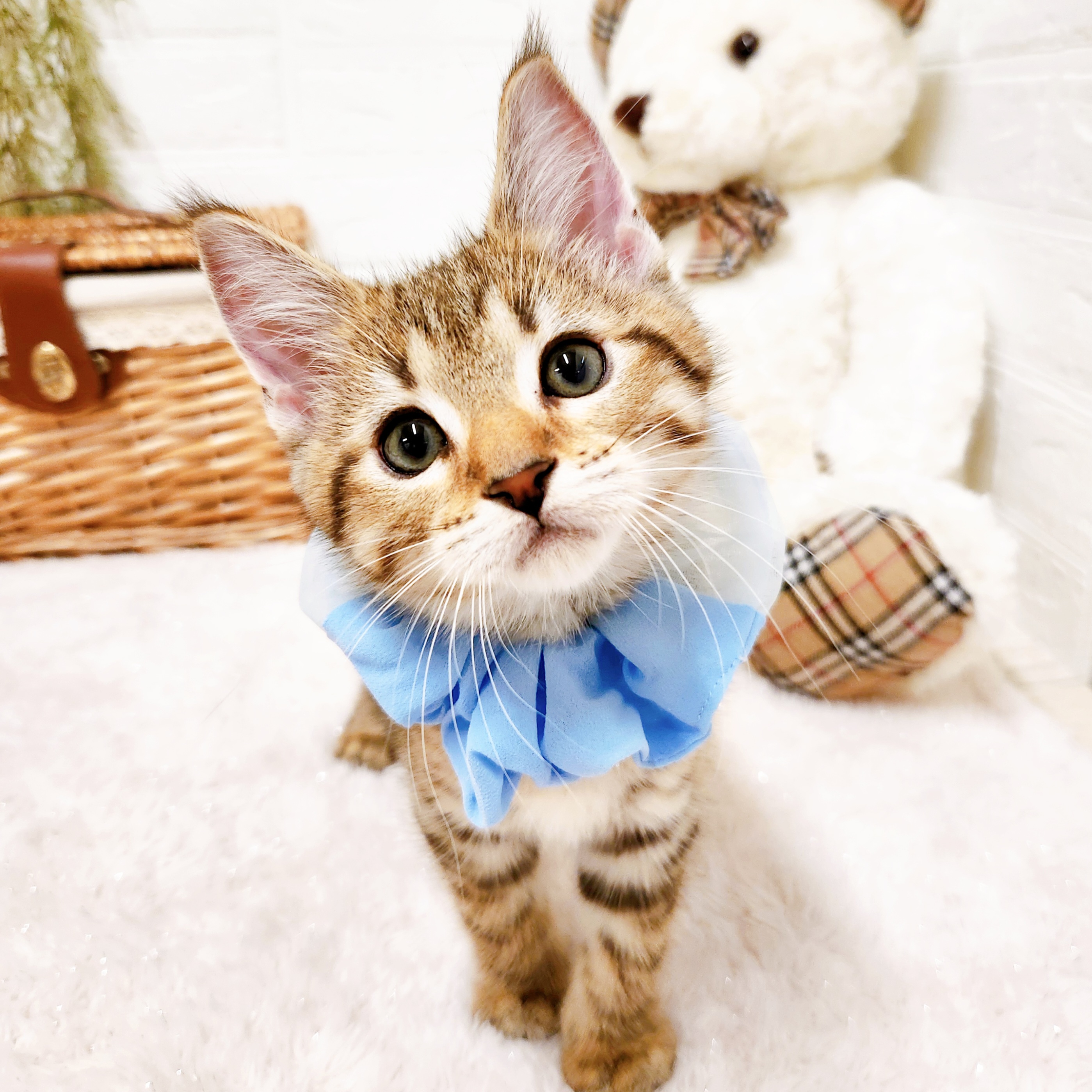 滋賀県のマンチカン (犬の家＆猫の里近江八幡店/2025年9月23日生まれ/男の子/ブラウンタビー)の子猫の3枚目の画像