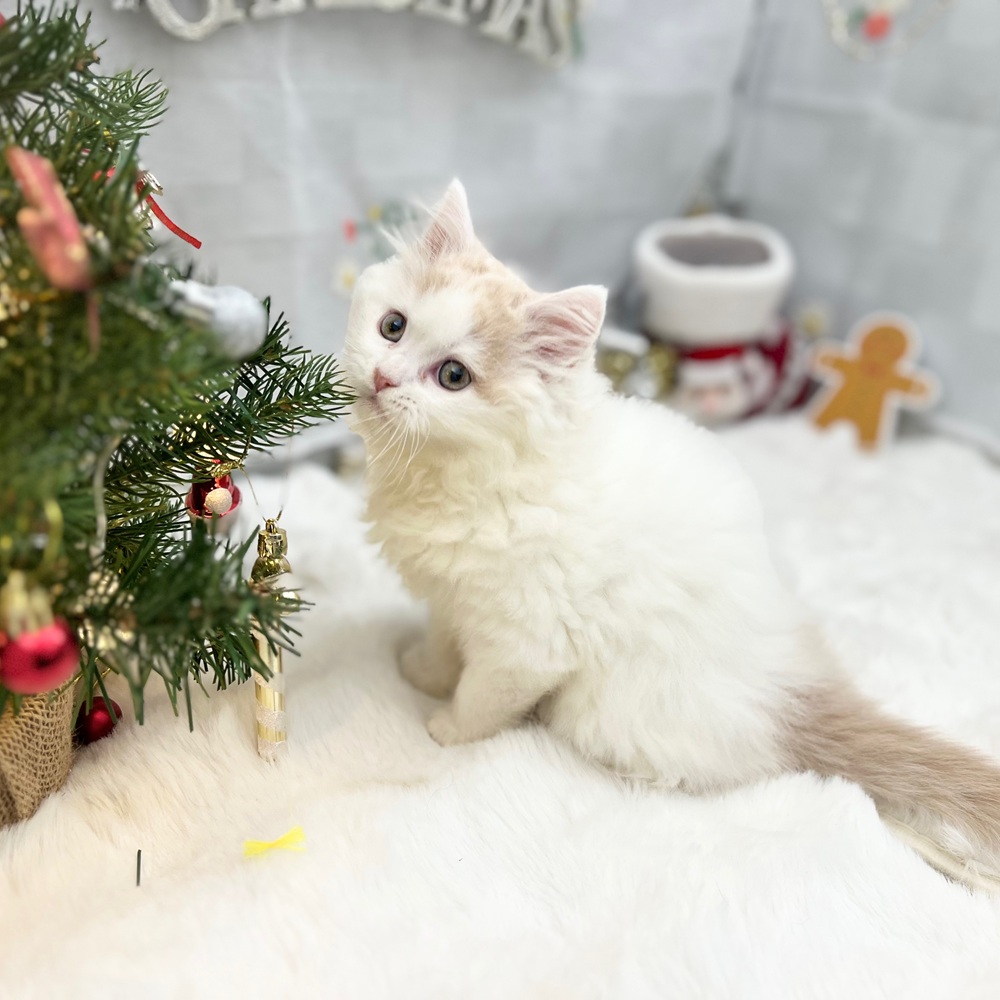 静岡県のスコティッシュフォールド (犬の家＆猫の里MEGAドン・キホーテ袋井店/2025年9月25日生まれ/男の子/クリームタビーホワイト)の子猫の3枚目の画像