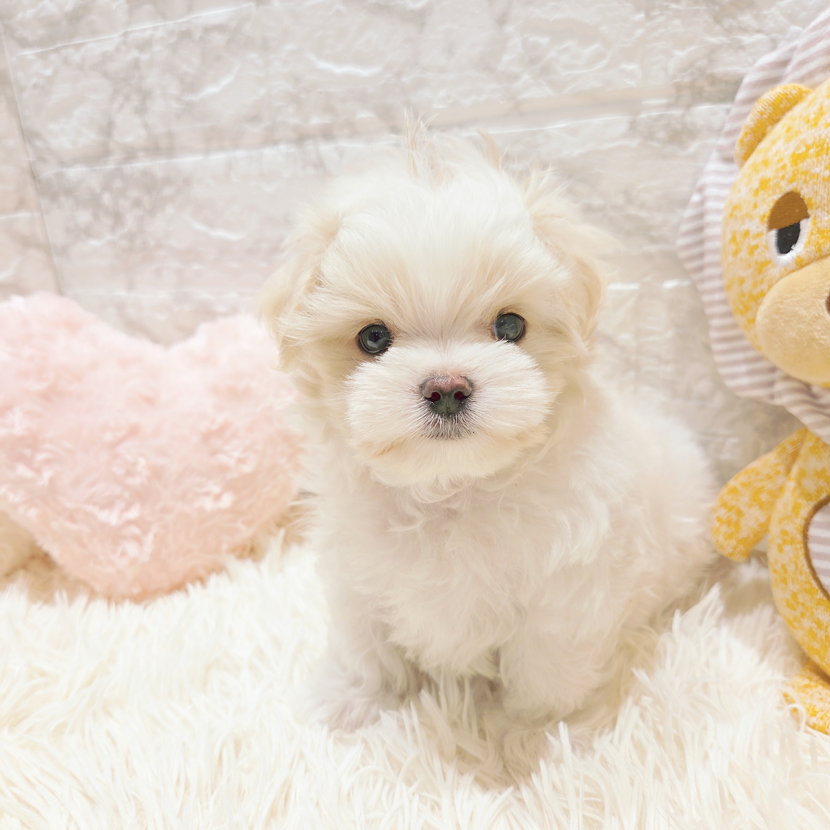 愛知県のマルチーズ (犬の家＆猫の里MiO香久山店/2025年9月17日生まれ/男の子/ホワイト)の子犬