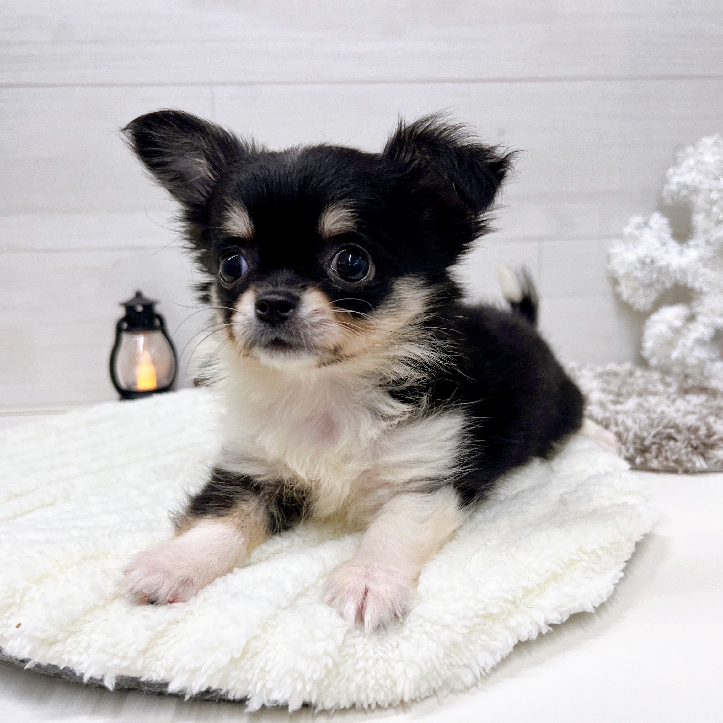 石川県のチワワ(ロング) (犬の家＆猫の里アミーゴ金沢おこばた店/2025年9月25日生まれ/女の子/ブラッククリームホワイト)の子犬の3枚目の画像