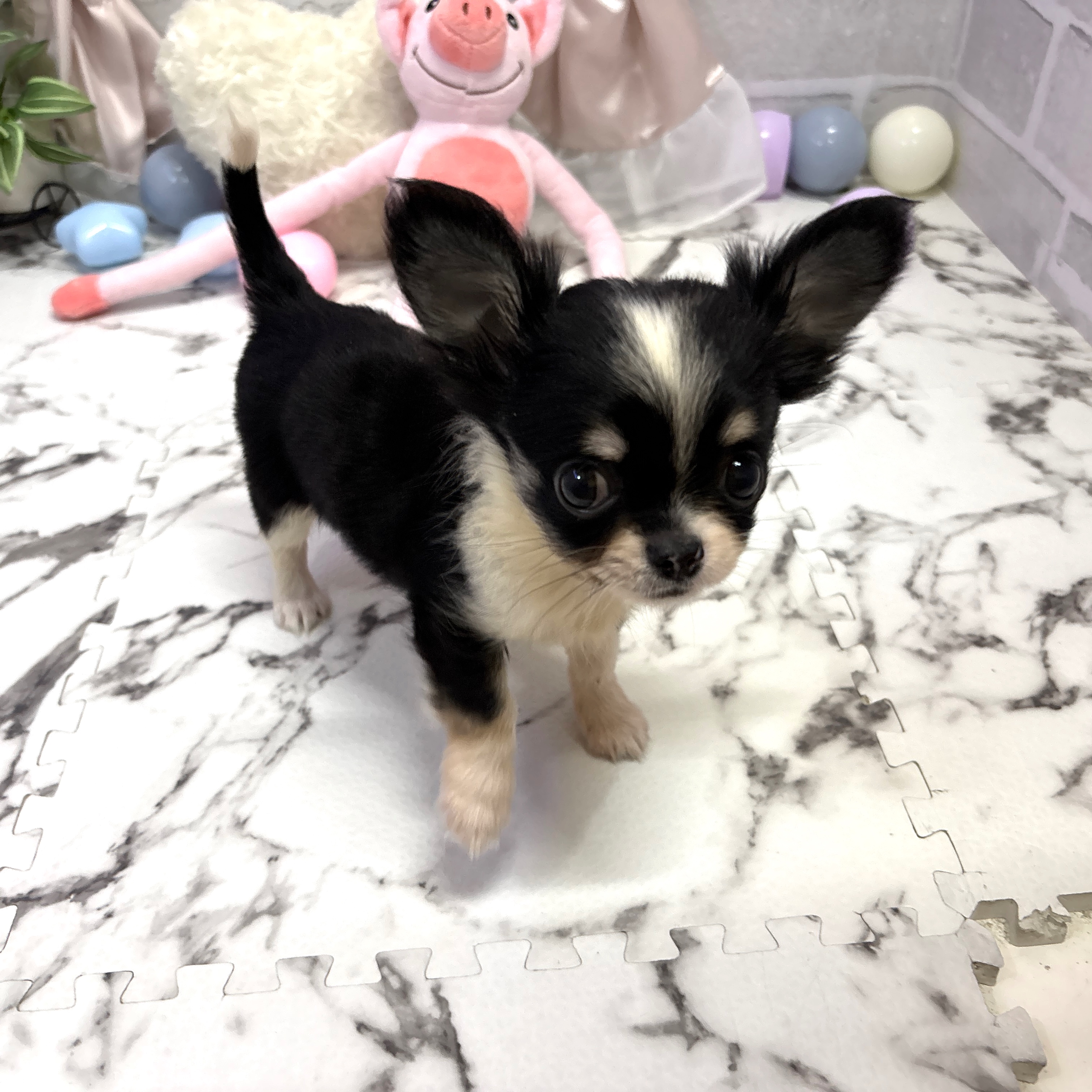 愛知県のチワワ(ロング) (犬の家＆猫の里岡崎店/2025年9月25日生まれ/女の子/ブラッククリームホワイト)の子犬の3枚目の画像