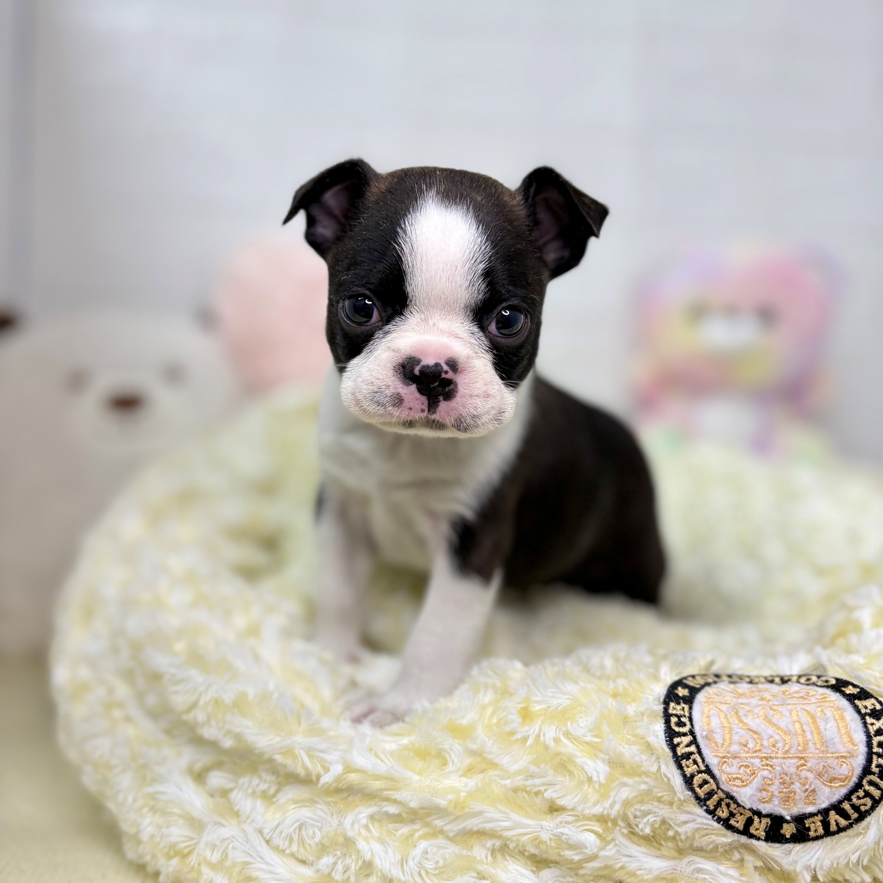 長野県のボストンテリア (犬の家＆猫の里長野店/2025年9月29日生まれ/男の子/ボストンカラー)の子犬の1枚目の画像
