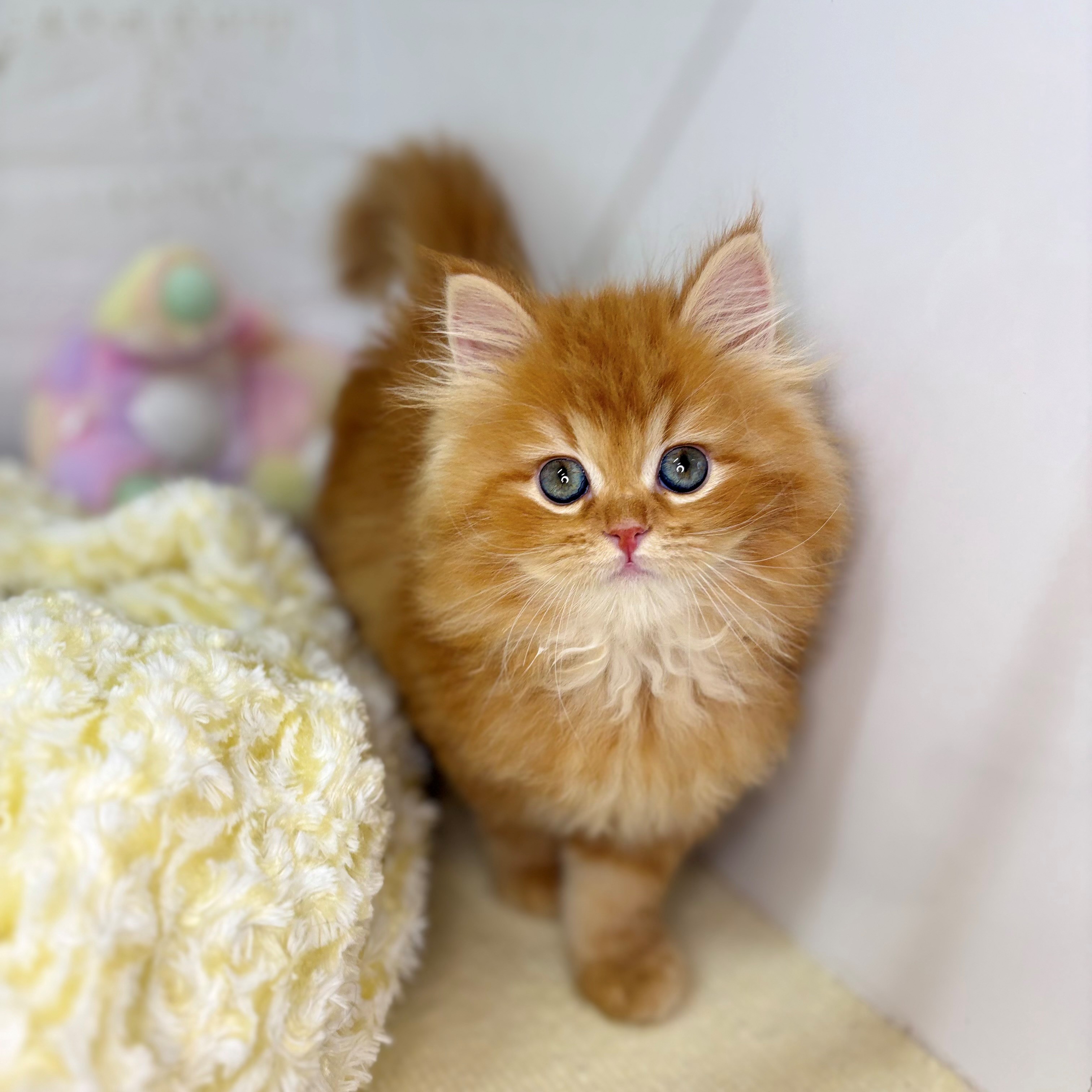 長野県のサイベリアン (犬の家＆猫の里長野店/2025年9月26日生まれ/男の子/レッドタビー)の子猫の1枚目の画像