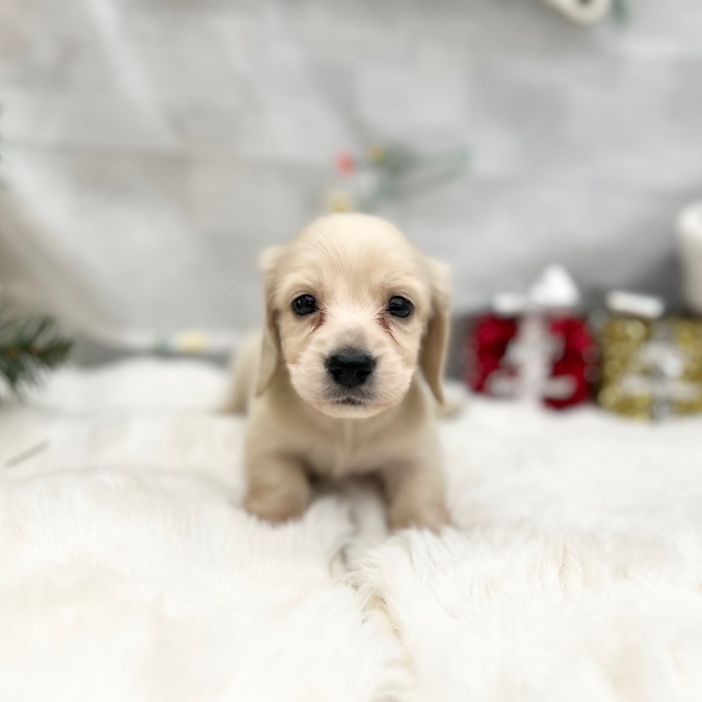 静岡県のミニチュアダックスフンド(ロング) (犬の家＆猫の里MEGAドン・キホーテ袋井店/2025年9月30日生まれ/男の子/イエロー)の子犬の1枚目の画像