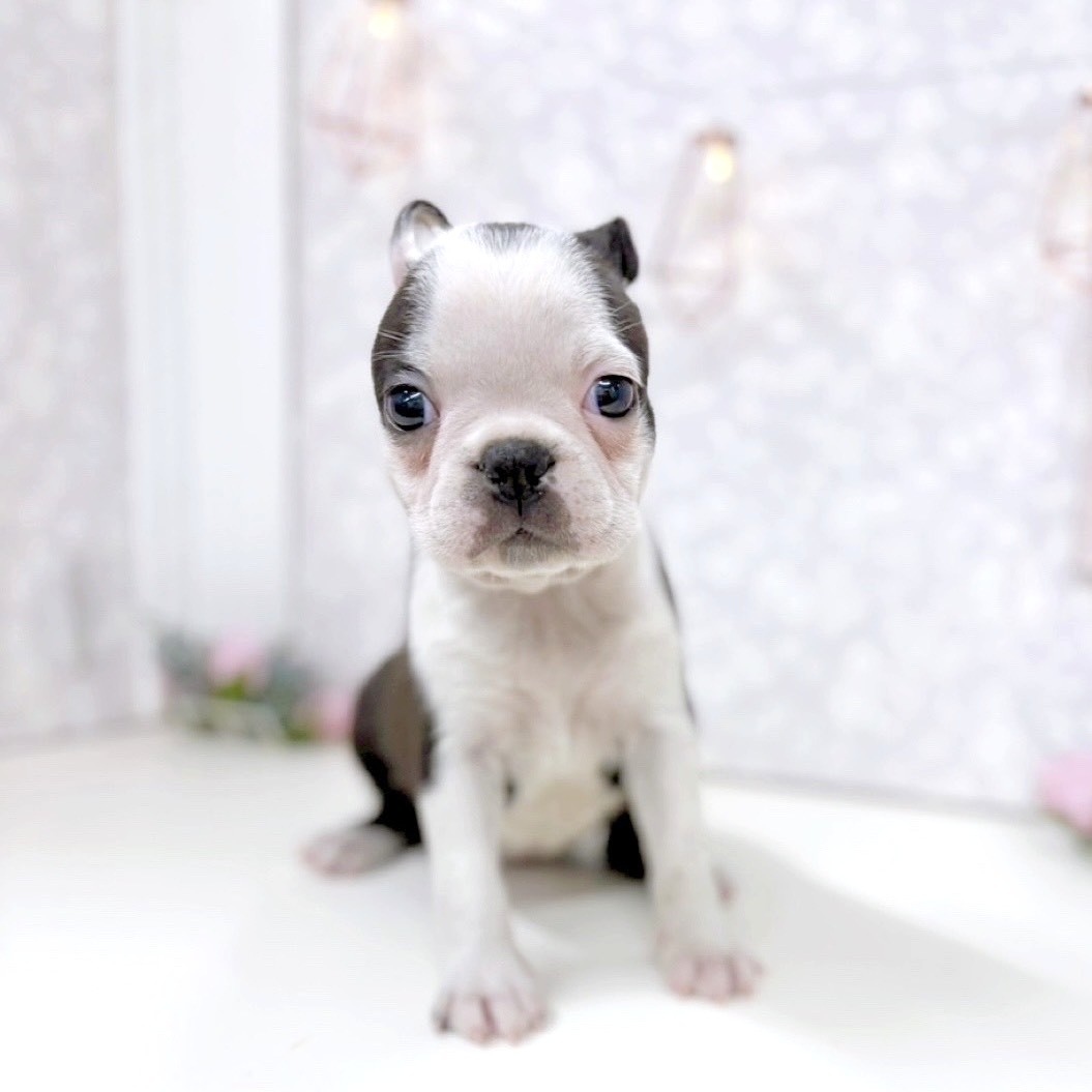 富山県のボストンテリア (犬の家＆猫の里アミーゴ高岡蓮花寺店/2025年9月28日生まれ/女の子/ボストンカラー)の子犬の3枚目の画像