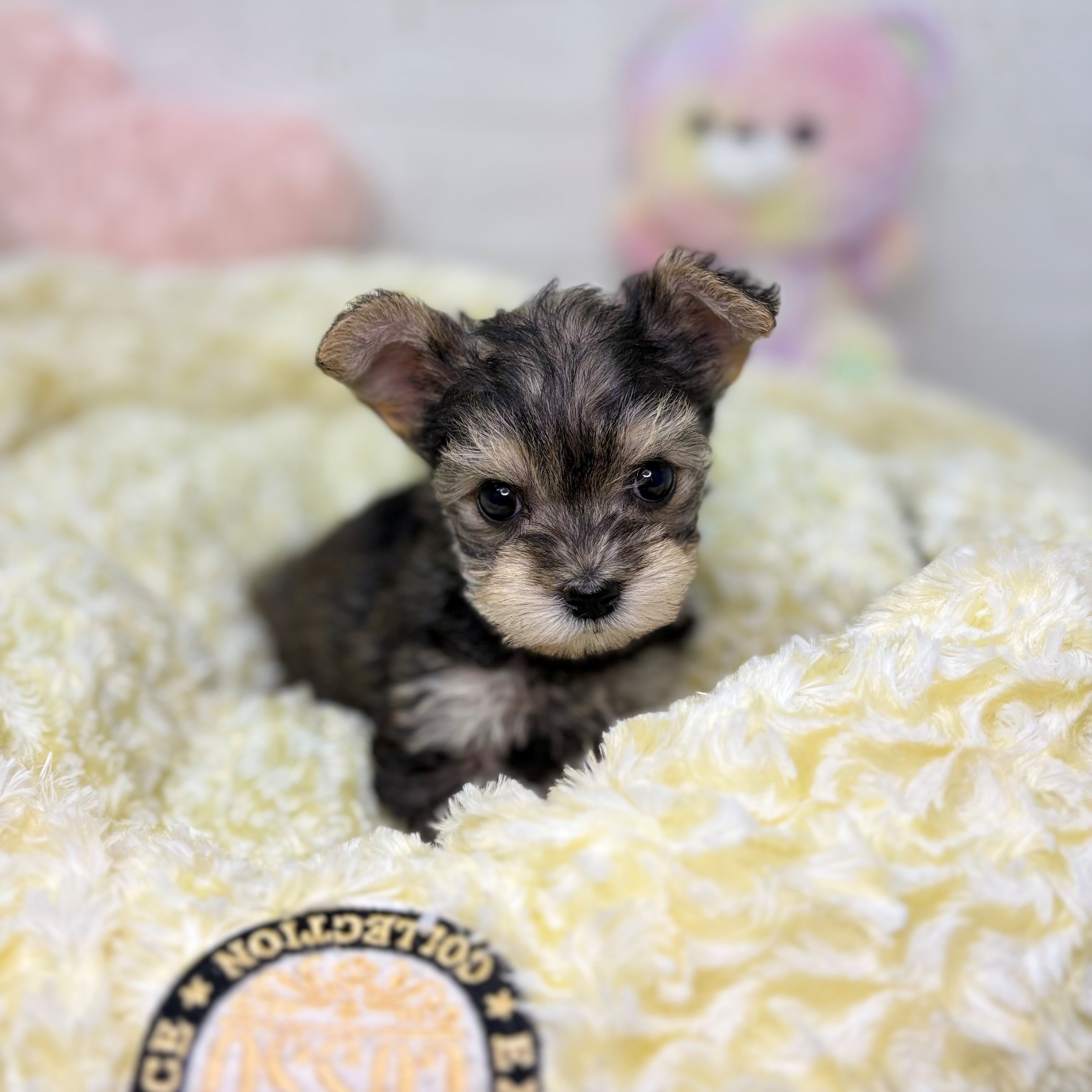 長野県のハーフ犬・ミックス犬 (犬の家＆猫の里長野店/2025年9月30日生まれ/女の子/スチールブルータン)の子犬の3枚目の画像