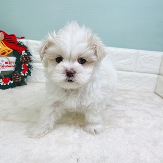 静岡県のマルズー/マルシーズ(マルチーズ×シーズー) (犬の家＆猫の里マークイズ静岡店/2025年9月29日生まれ/男の子/ホワイトクリーム)の子犬の3枚目の画像