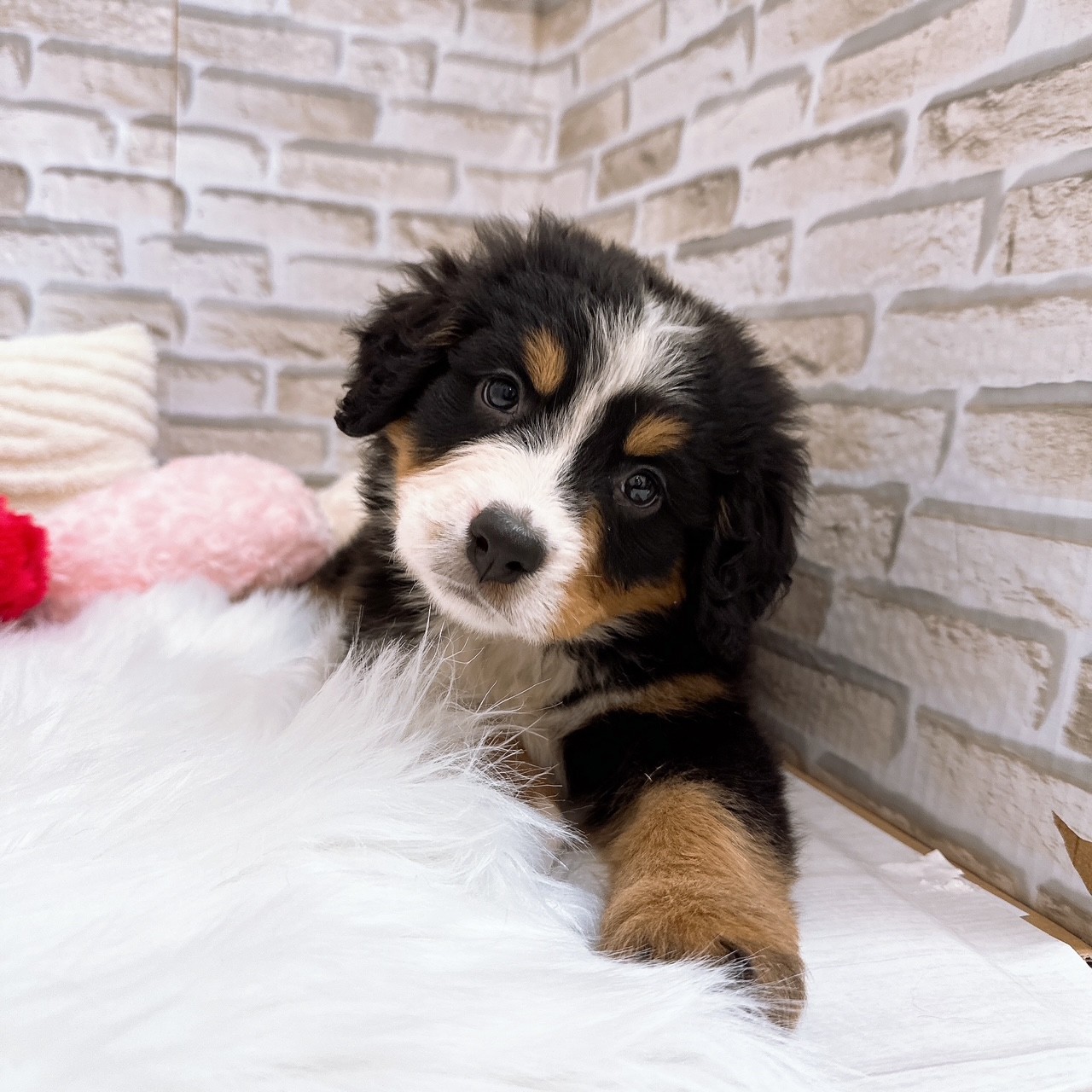 バーニーズマウンテンドッグ女の子の写真