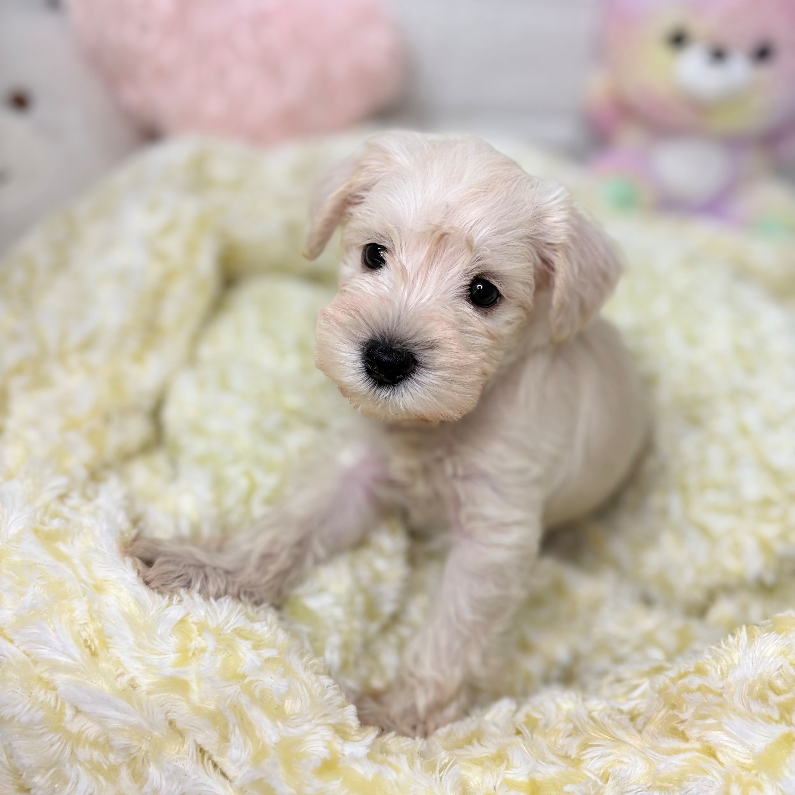 長野県のミニチュアシュナウザー (犬の家＆猫の里長野店/2025年9月27日生まれ/男の子/ホワイト)の子犬