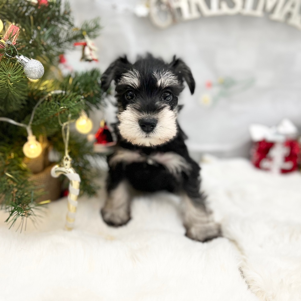 静岡県のミニチュアシュナウザー (犬の家＆猫の里MEGAドン・キホーテ袋井店/2025年9月29日生まれ/男の子/ブラックシルバー)の子犬の1枚目の画像