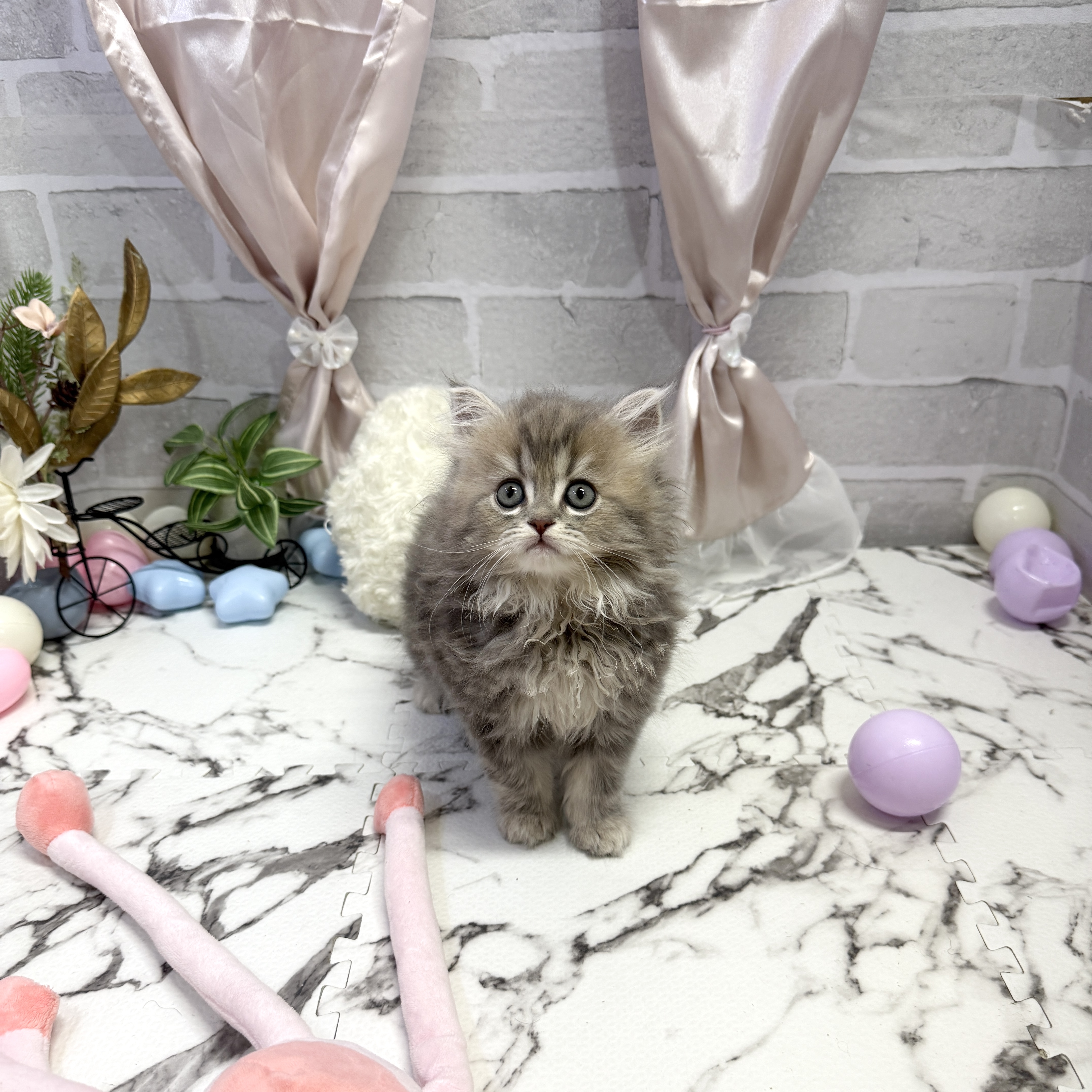 愛知県のミヌエット (犬の家＆猫の里岡崎店/2025年9月30日生まれ/女の子/ブルータビー)の子猫の3枚目の画像