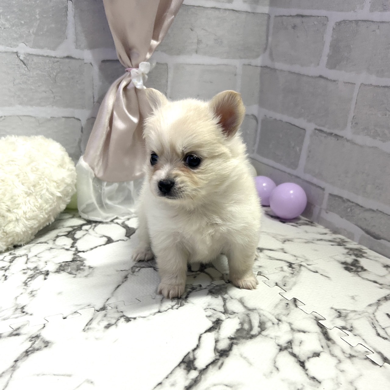 愛知県のポメチワ/チワポメ/ポメチー(ポメラニアン×チワワ) (犬の家＆猫の里岡崎店/2025年9月29日生まれ/女の子/クリーム)の子犬の3枚目の画像