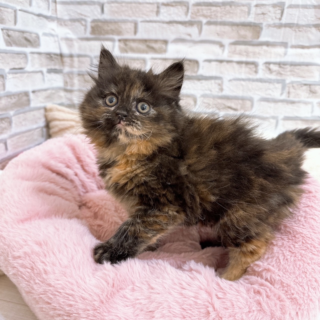 神奈川県のスコティッシュフォールド (犬の家＆猫の里モザイクモール港北店/2025年9月30日生まれ/女の子/トーティー)の子猫の3枚目の画像