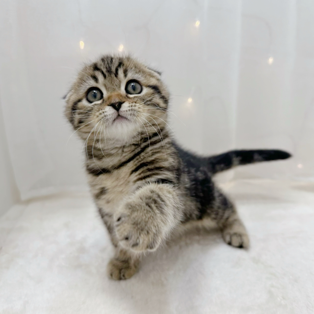 千葉県のスコティッシュフォールド (犬の家＆猫の里BIGHOPガーデンモール印西店/2025年9月30日生まれ/女の子/ブラウンタビー)の子猫の3枚目の画像