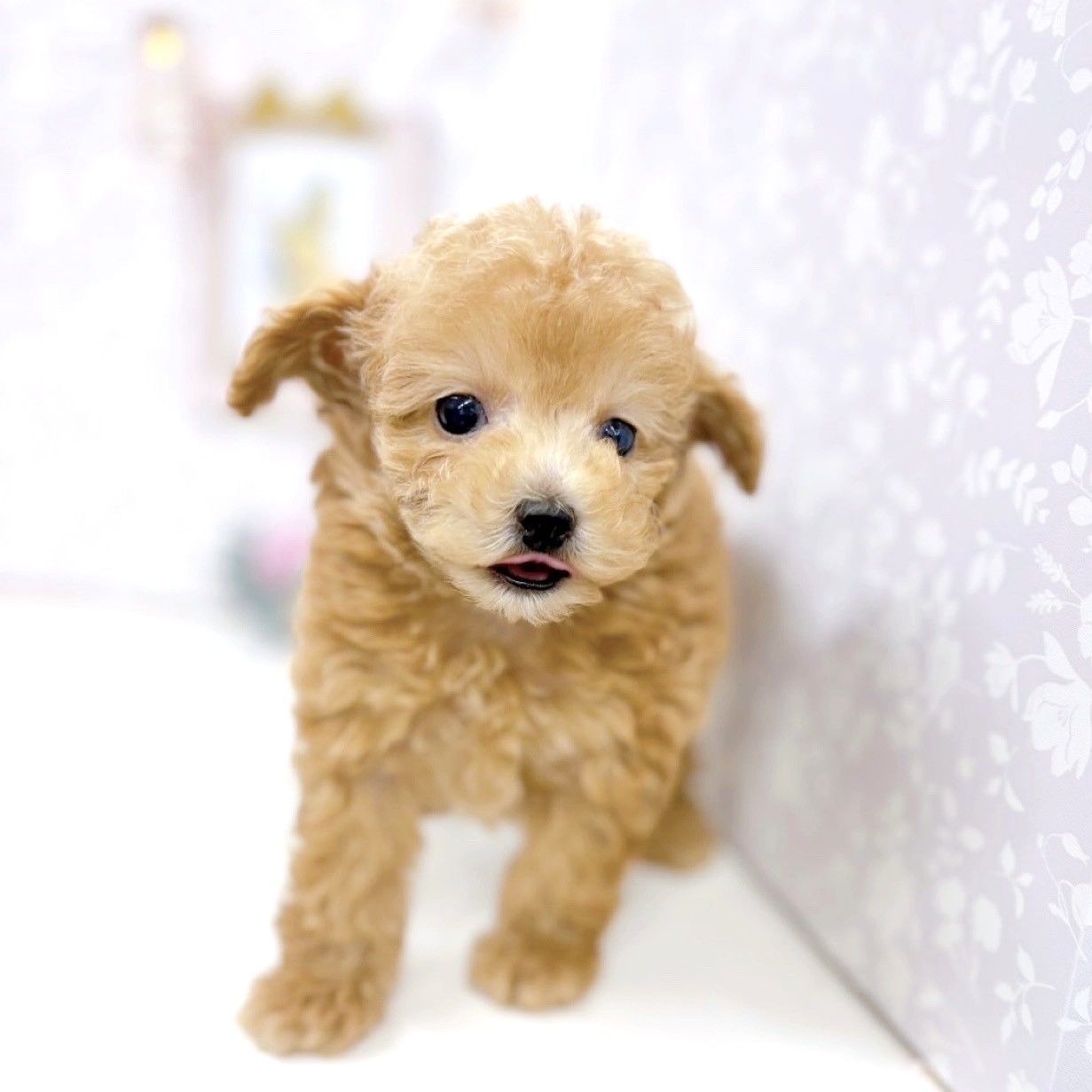 富山県のトイプードル(タイニー) (犬の家＆猫の里アミーゴ高岡蓮花寺店/2025年9月23日生まれ/男の子/アプリコット)の子犬の3枚目の画像