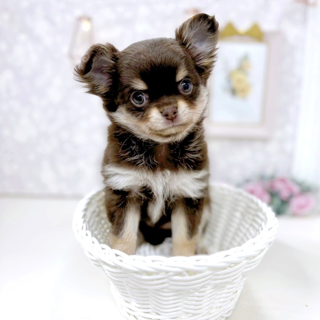 富山県のチワワ(ロング) (犬の家＆猫の里アミーゴ高岡蓮花寺店/2025年9月26日生まれ/女の子/チョコレートタン)の子犬の3枚目の画像