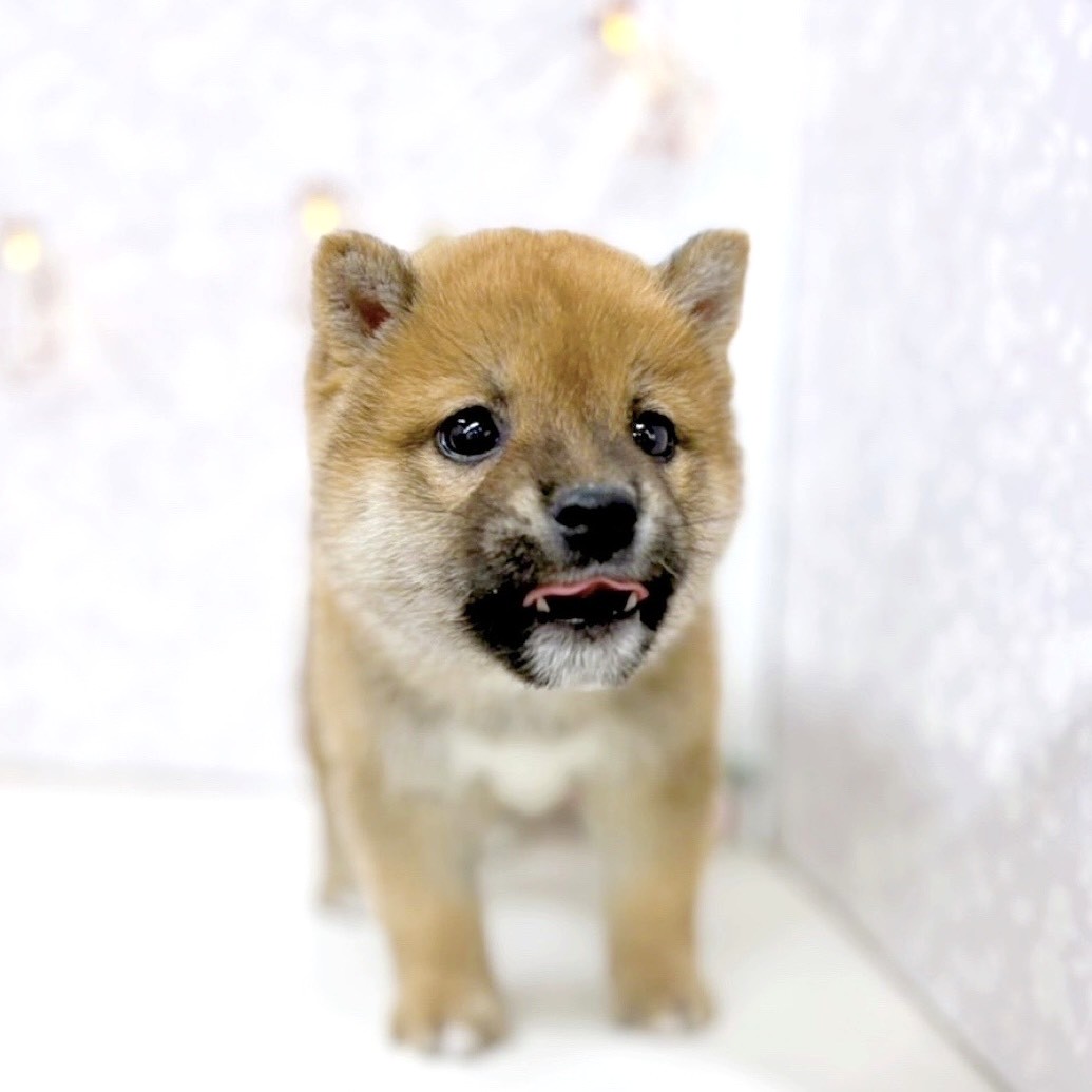 富山県の柴犬(標準サイズ) (犬の家＆猫の里アミーゴ高岡蓮花寺店/2025年9月29日生まれ/男の子/赤)の子犬の3枚目の画像