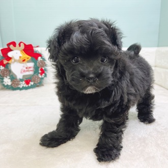 ハーフ犬女の子の写真