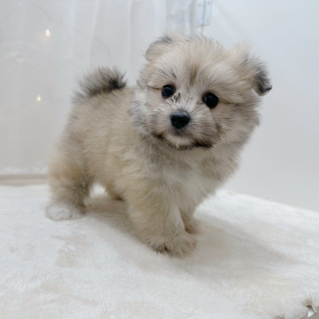 千葉県のポメビション(ポメラニアン×ビションフリーゼ) (犬の家＆猫の里BIGHOPガーデンモール印西店/2025年9月30日生まれ/男の子/オレンジ)の子犬の3枚目の画像