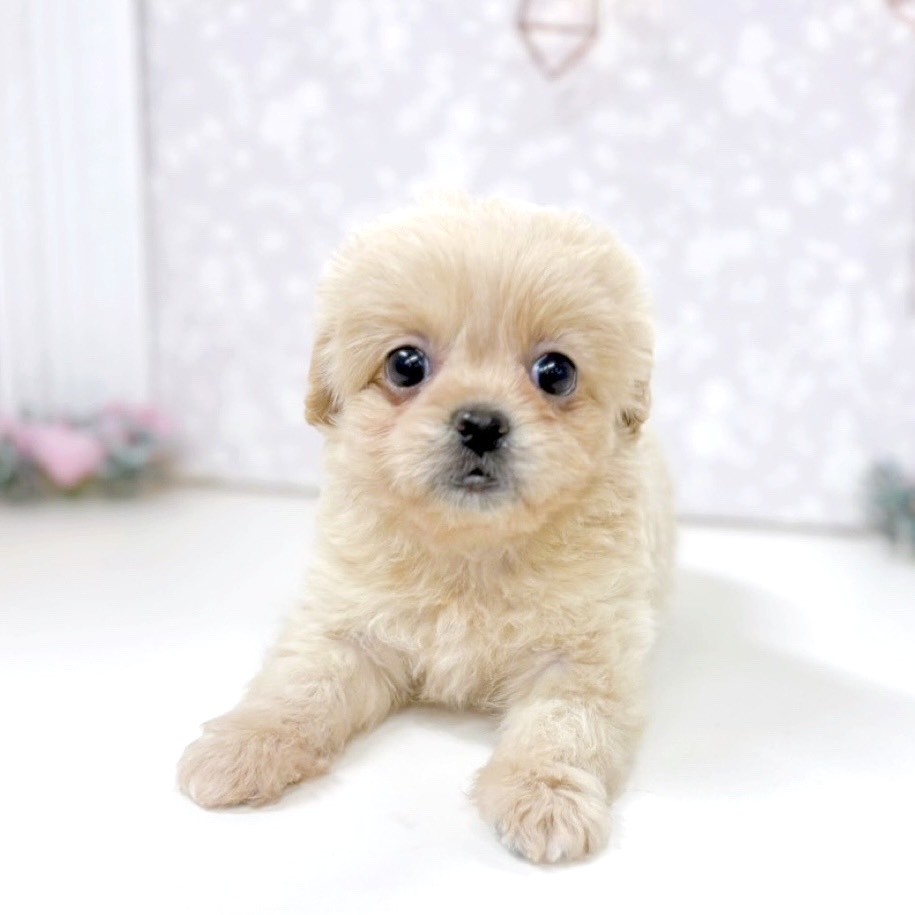 富山県のペキプー(ペキニーズ×プードル) (犬の家＆猫の里アミーゴ高岡蓮花寺店/2025年9月29日生まれ/女の子/クリーム)の子犬の3枚目の画像