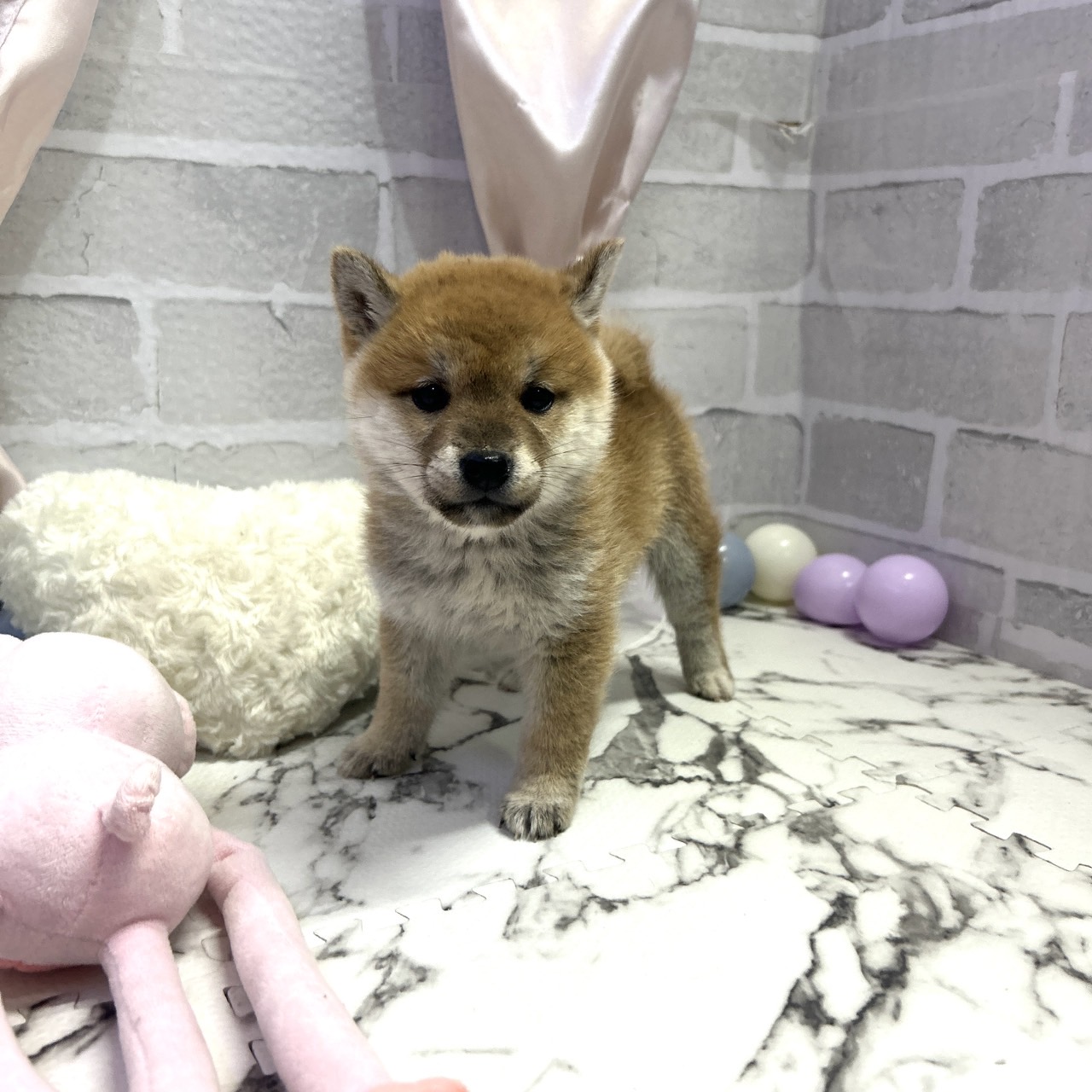 豆柴女の子の写真