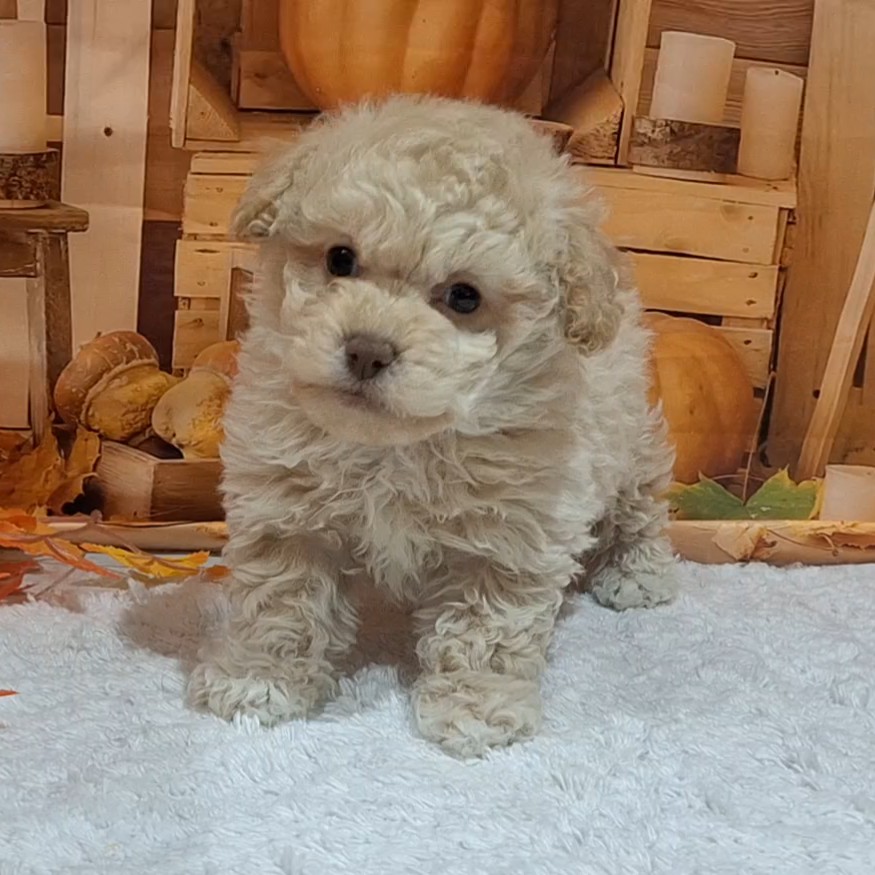 福岡県のビションプー(ビションフリーゼ×プードル) (犬の家＆猫の里トリアス久山店/2025年9月30日生まれ/女の子/クリーム)の子犬の3枚目の画像