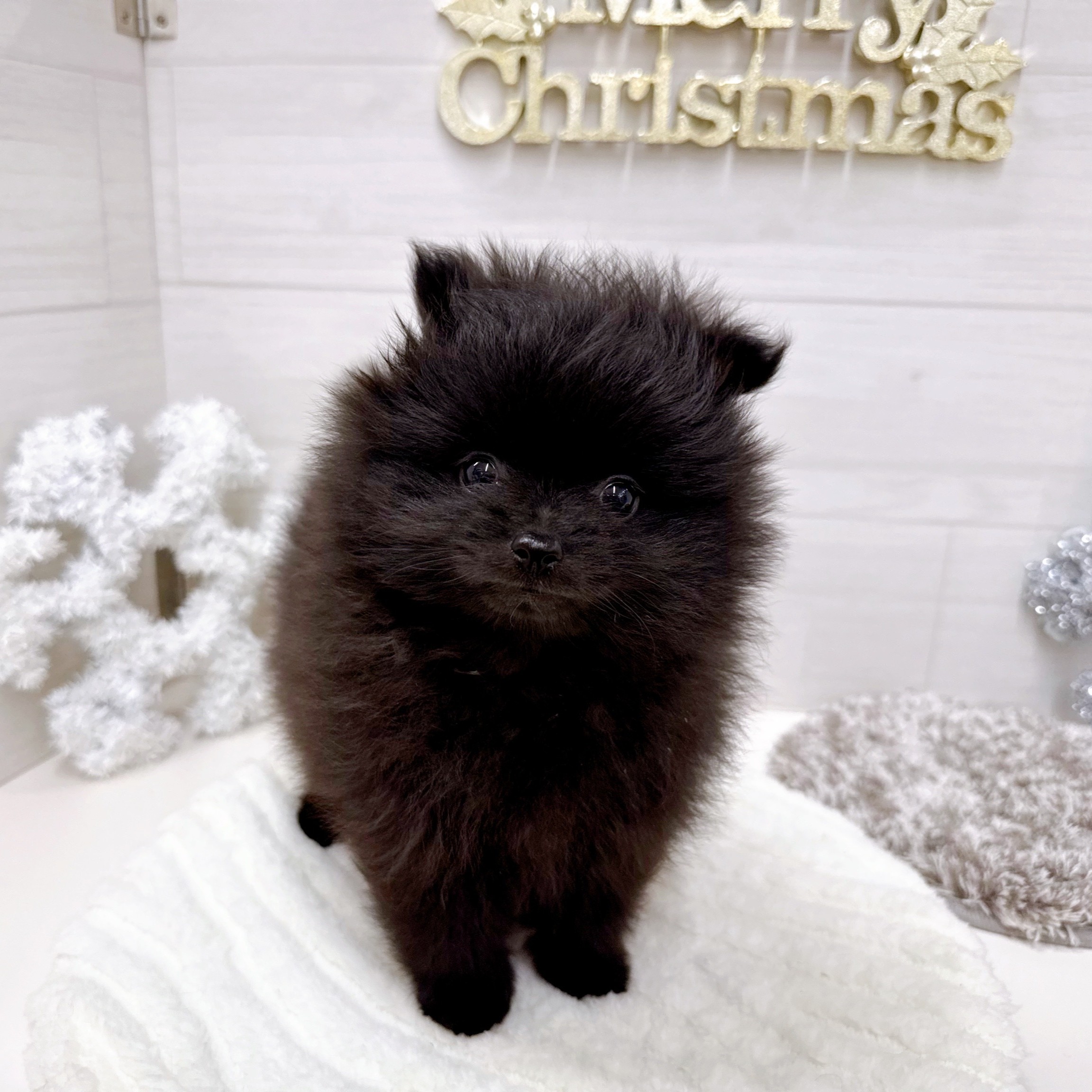 石川県のポメラニアン (犬の家＆猫の里アミーゴ金沢おこばた店/2025年9月28日生まれ/男の子/ブラック)の子犬の3枚目の画像