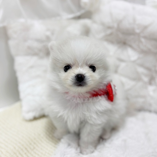 ハーフ犬男の子の写真