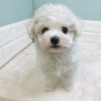 ビションフリーゼ男の子の写真