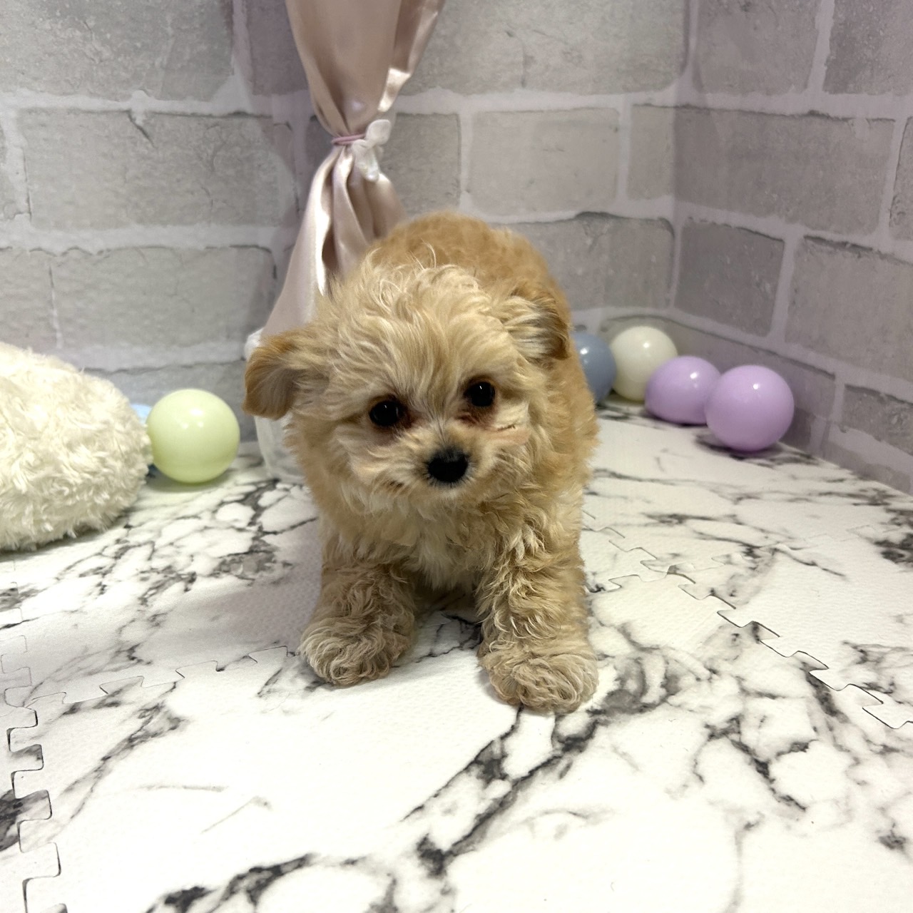 愛知県のチワプー/プーチー(チワワ×プードル) (犬の家＆猫の里岡崎店/2025年9月29日生まれ/女の子/アプリコットホワイト)の子犬の3枚目の画像