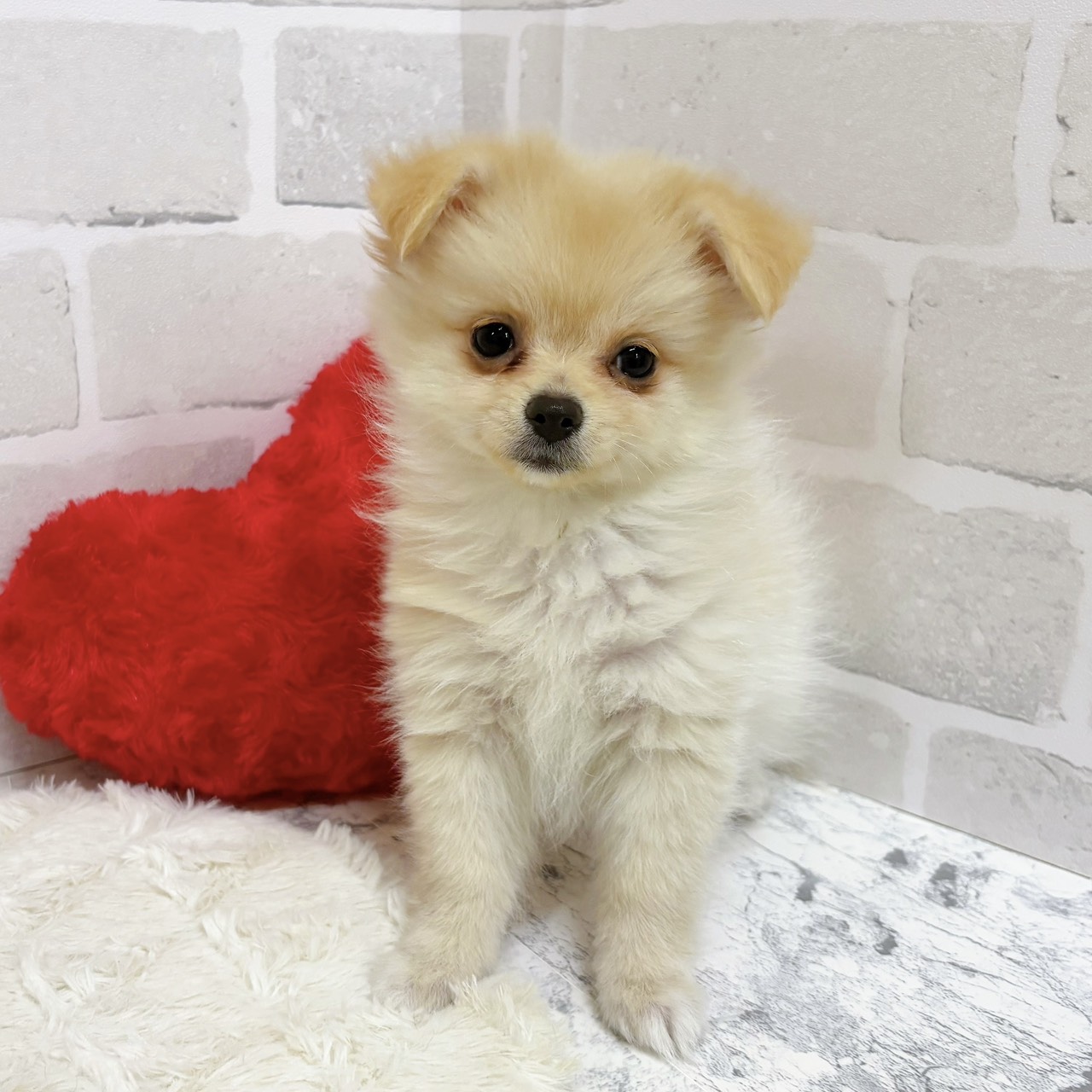 京都府のポメチワ/チワポメ/ポメチー(ポメラニアン×チワワ) (犬の家＆猫の里京都精華店/2025年9月21日生まれ/女の子/クリーム)の子犬の3枚目の画像