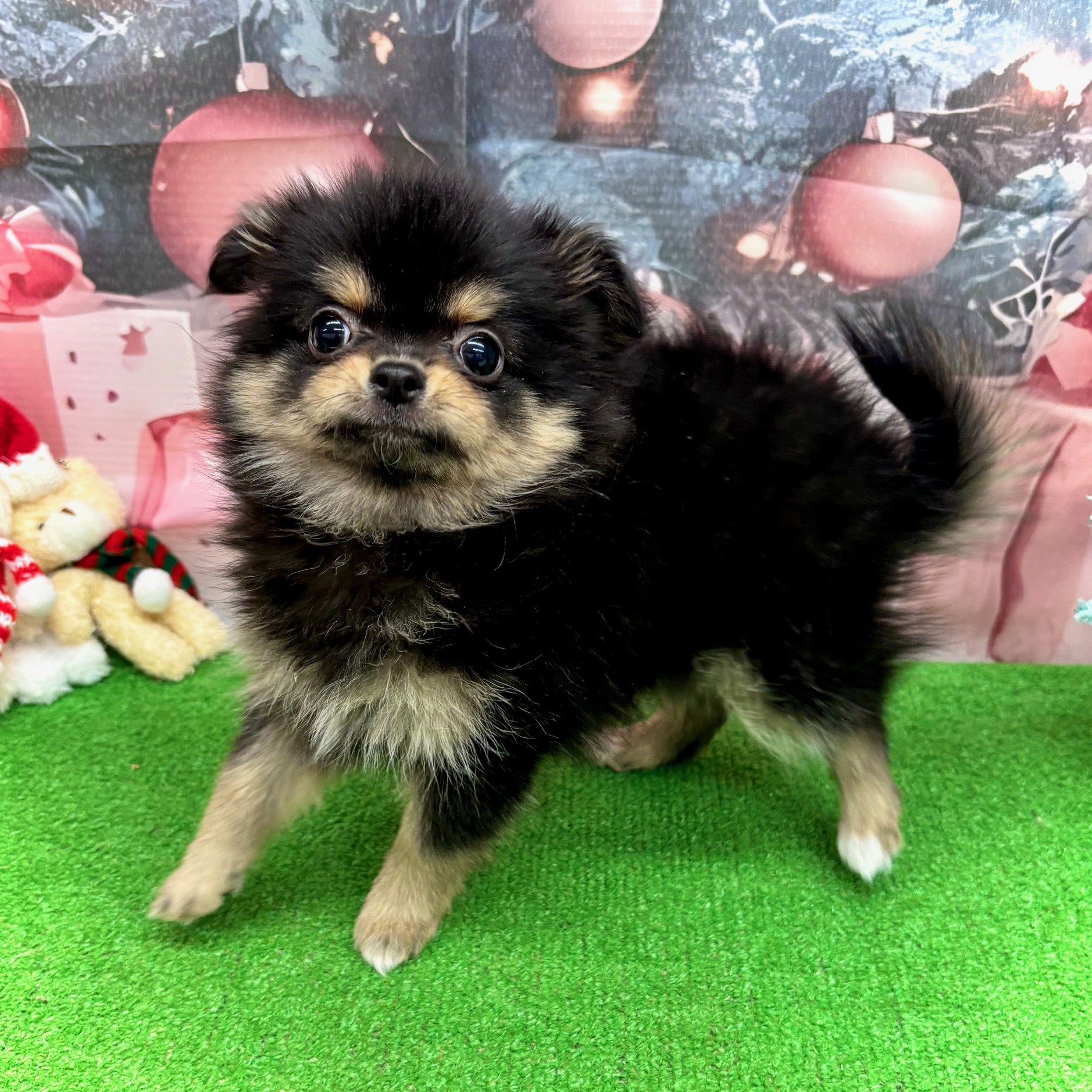 愛知県のポメチワ/チワポメ/ポメチー(ポメラニアン×チワワ) (犬の家＆猫の里名古屋天白店/2025年9月21日生まれ/女の子/ブラックタン)の子犬の3枚目の画像