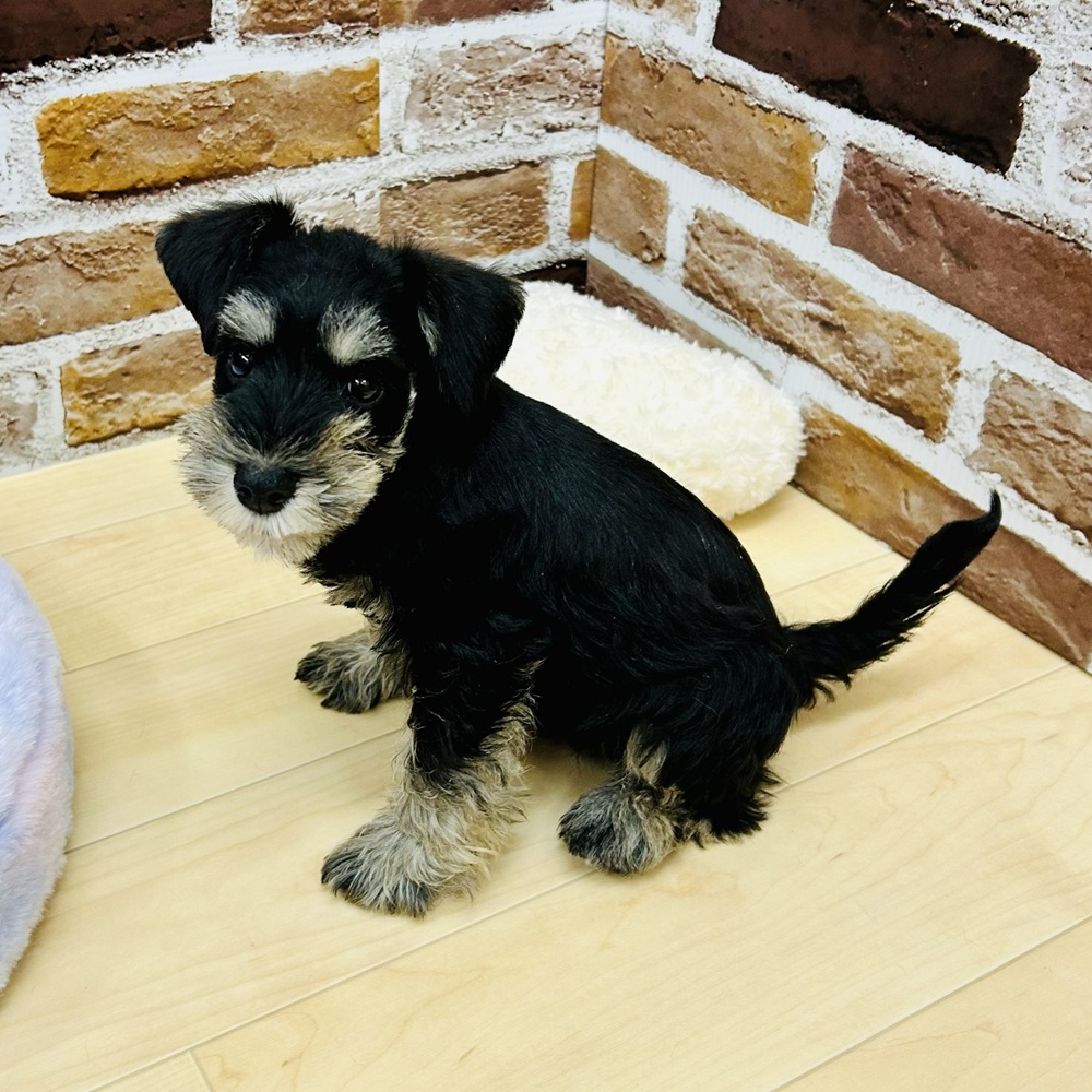 愛知県のミニチュアシュナウザー (犬の家＆猫の里七宝店/2025年9月29日生まれ/女の子/ブラックシルバー)の子犬の3枚目の画像