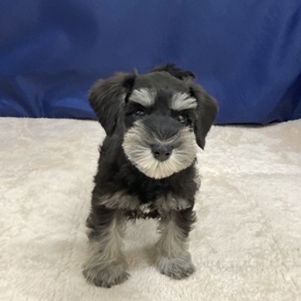 愛知県のミニチュアシュナウザー (犬の家＆猫の里一宮店/2025年9月29日生まれ/男の子/ブラックシルバー)の子犬の3枚目の画像