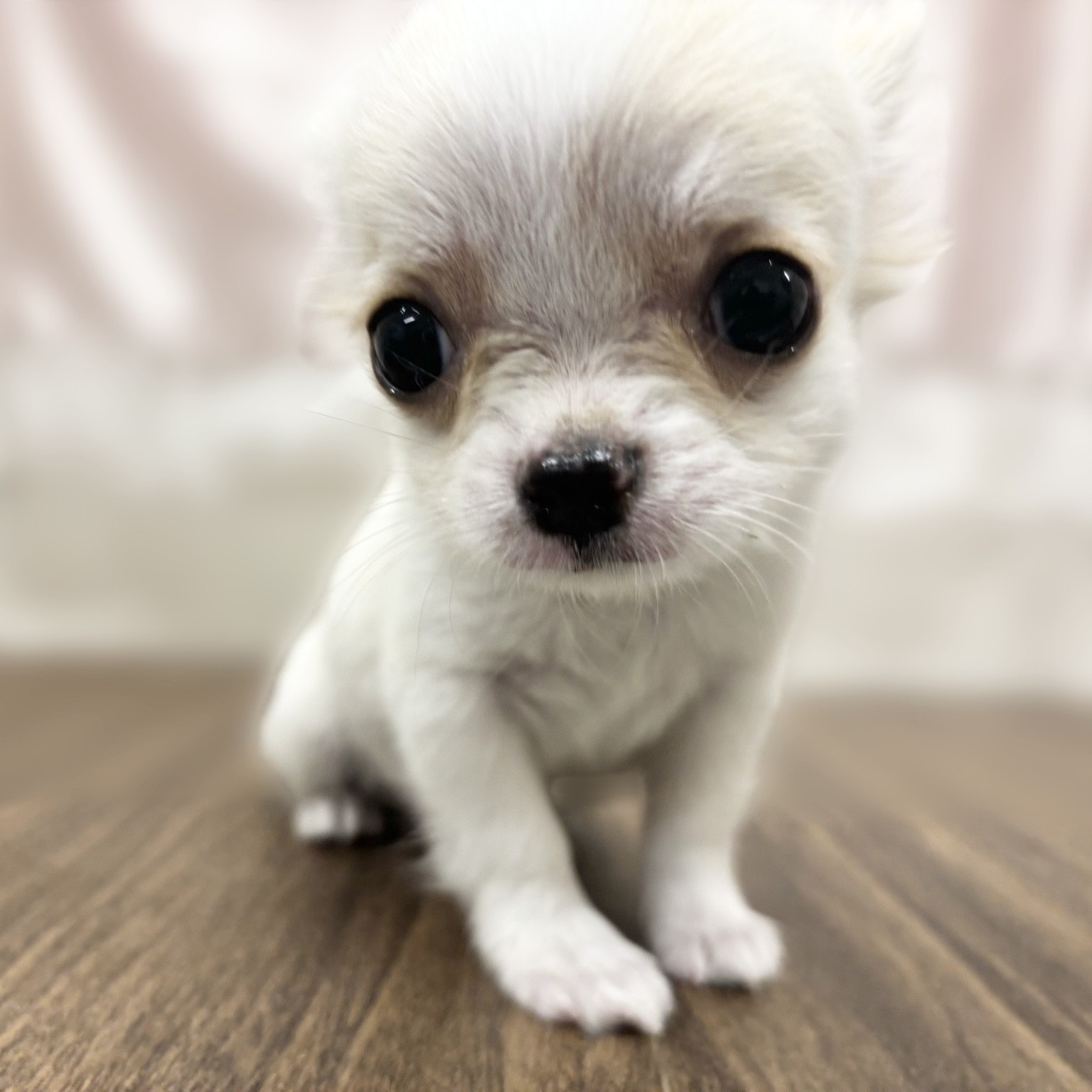 兵庫県のチワワ(ロング) (犬の家＆猫の里カナート西神戸店/2025年9月30日生まれ/男の子/クリームホワイト)の子犬の3枚目の画像