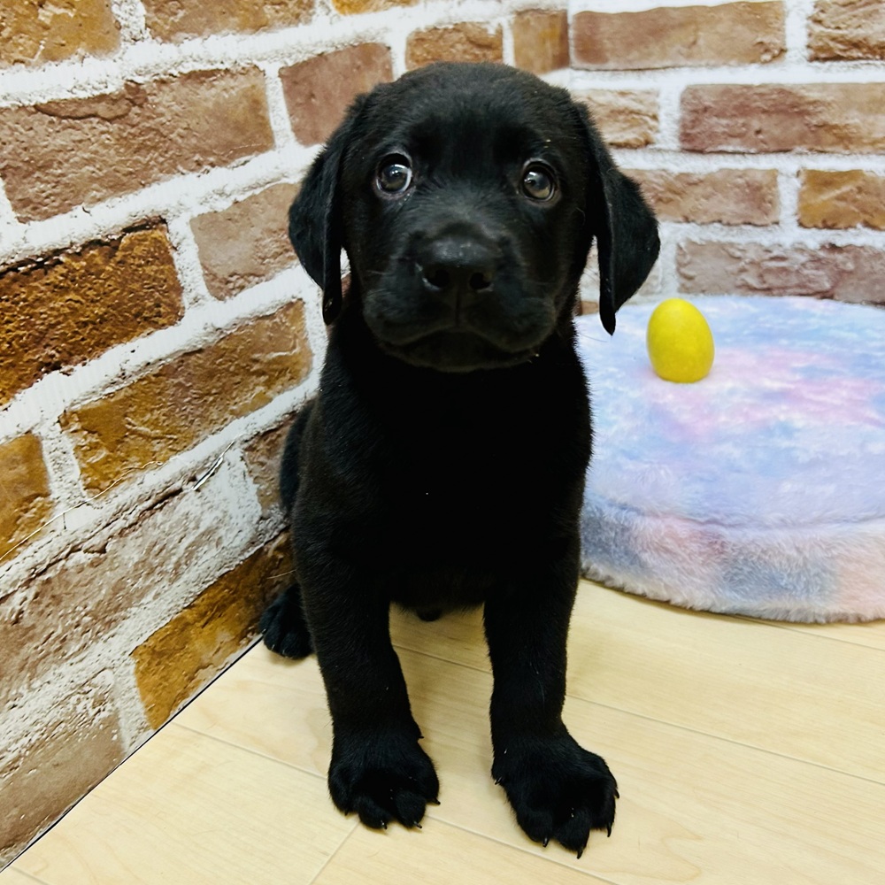 愛知県のラブラドールレトリーバー (犬の家＆猫の里七宝店/2025年10月1日生まれ/男の子/ブラック)の子犬の3枚目の画像