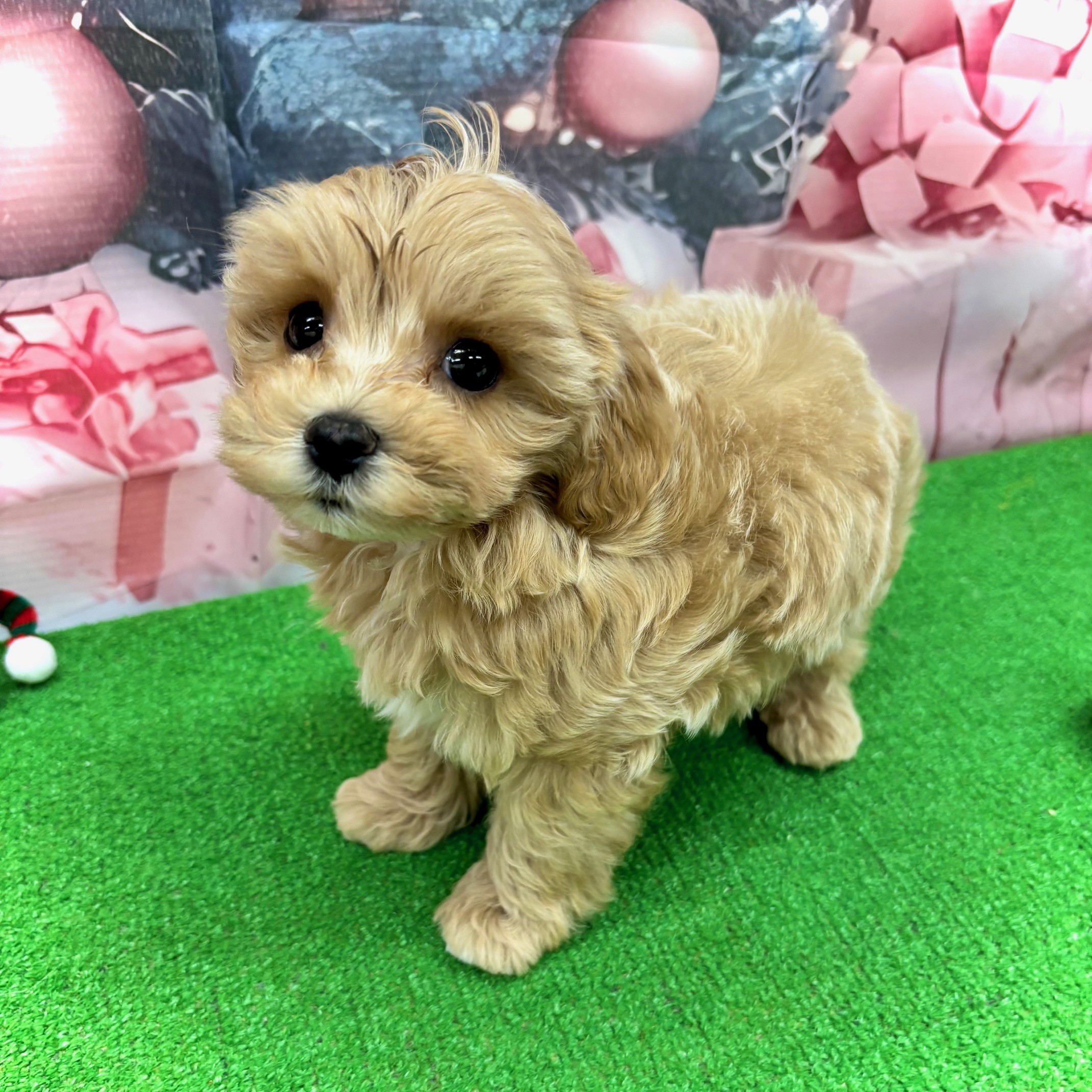 愛知県のマルプー(マルチーズ×プードル) (犬の家＆猫の里名古屋天白店/2025年10月1日生まれ/男の子/アプリコット)の子犬の3枚目の画像