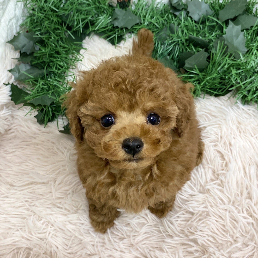 愛知県のトイプードル(トイ) (犬の家＆猫の里MEGAドン・キホーテ東海名和店/2025年9月30日生まれ/女の子/レッドフォーン)の子犬の3枚目の画像