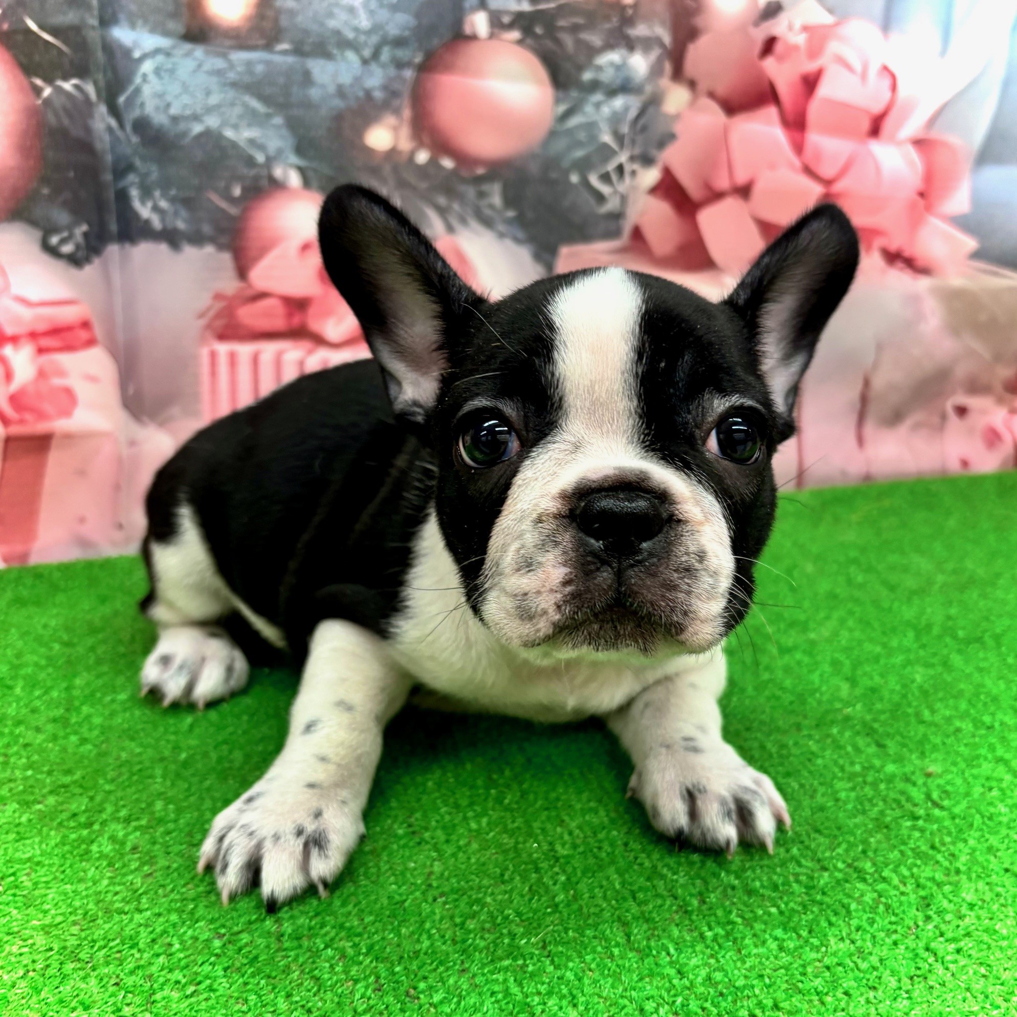 愛知県のフレンチブルドッグ (犬の家＆猫の里名古屋天白店/2025年10月1日生まれ/女の子/パイド)の子犬の3枚目の画像