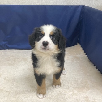愛知県のバーニーズマウンテンドッグ (犬の家＆猫の里一宮店/2025年9月29日生まれ/女の子/ブラックラストホワイト)の子犬の3枚目の画像