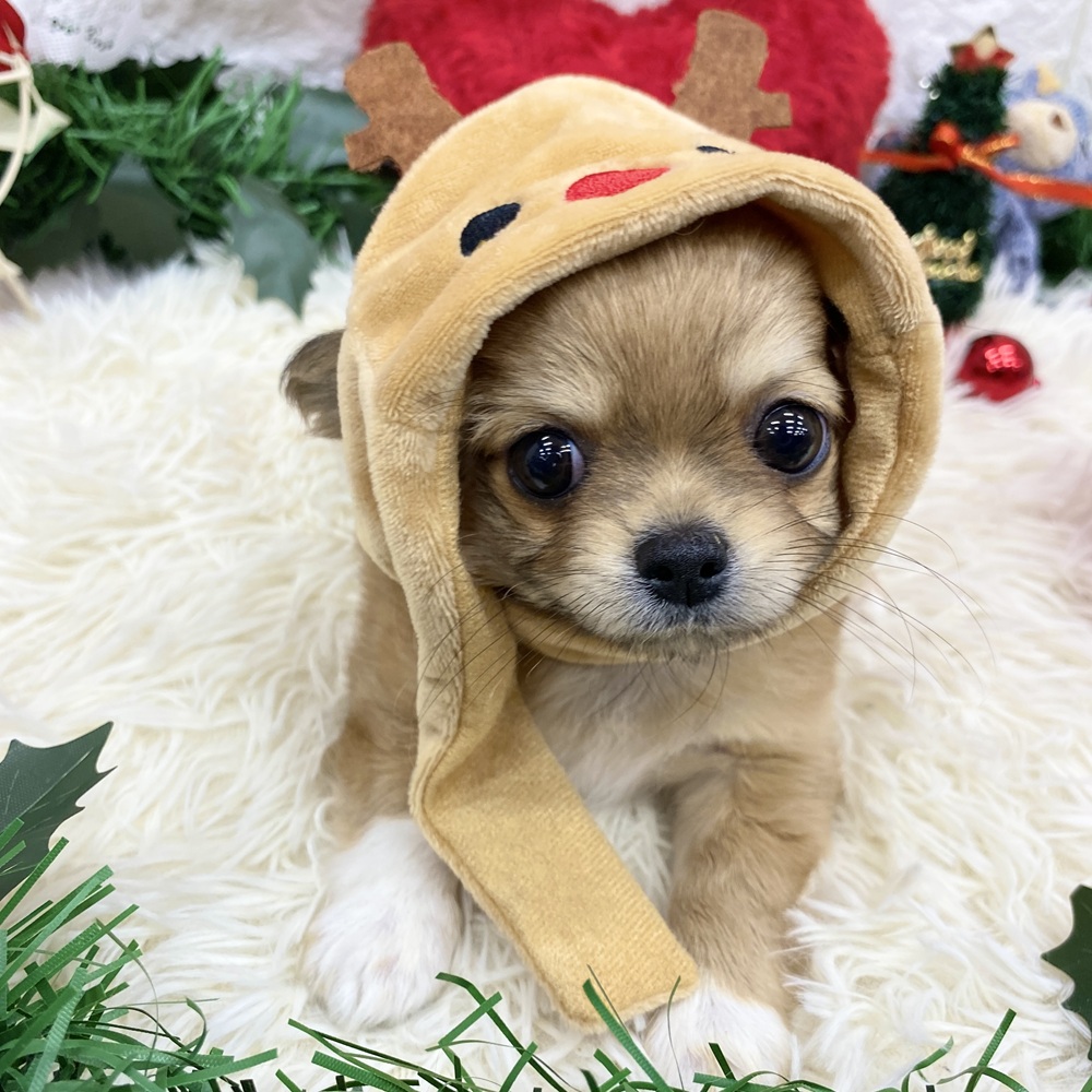 愛知県のチワワ(ロング) (犬の家＆猫の里MEGAドン・キホーテ東海名和店/2025年9月29日生まれ/女の子/レッドホワイト)の子犬の3枚目の画像