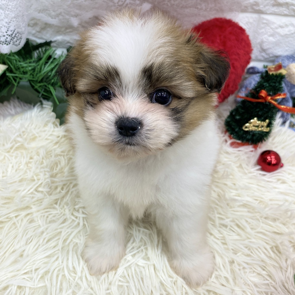 ハーフ犬男の子の写真