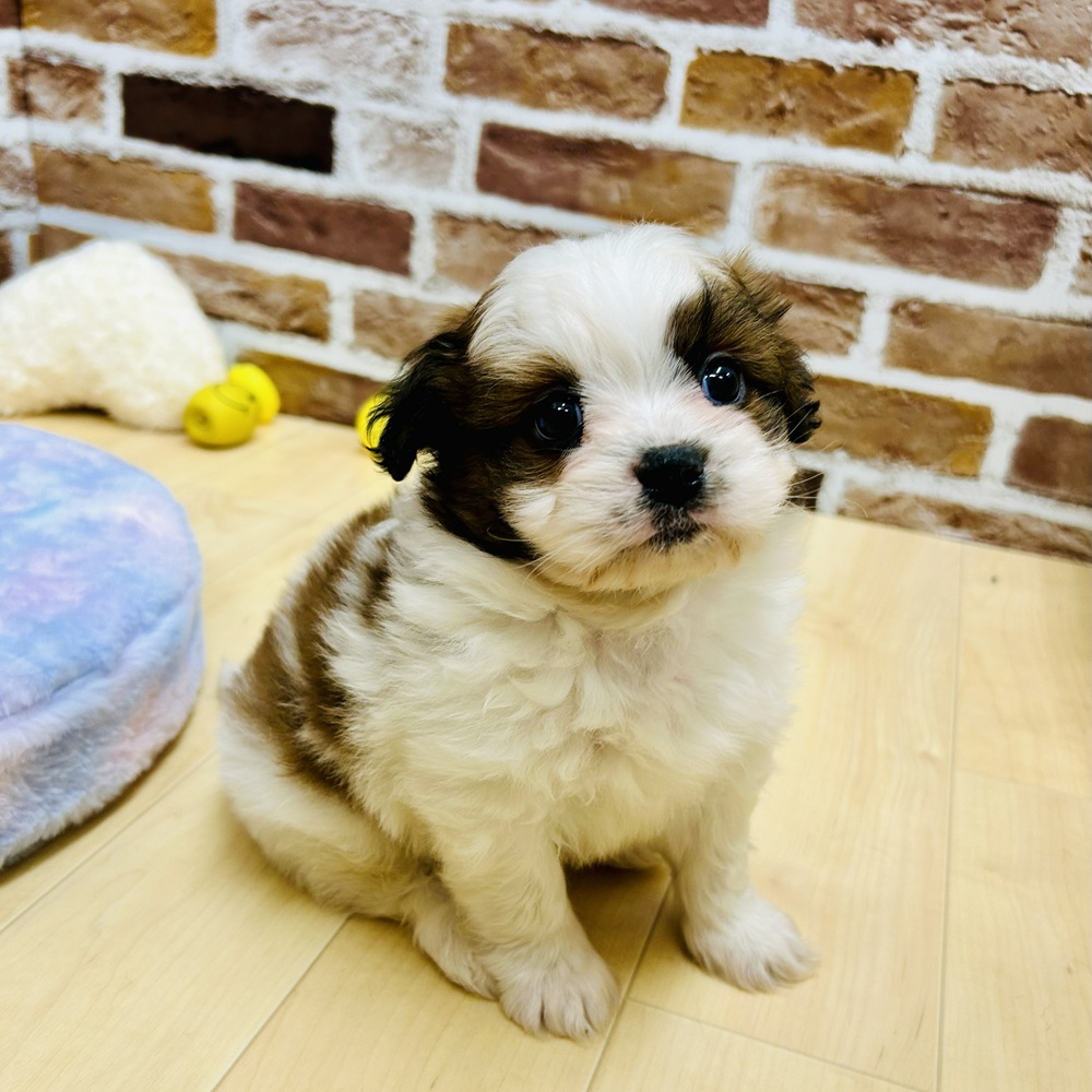 愛知県のポメズー/ポメシーズ(ポメラニアン×シーズー) (犬の家＆猫の里七宝店/2025年10月1日生まれ/男の子/ゴールドホワイト)の子犬の1枚目の画像