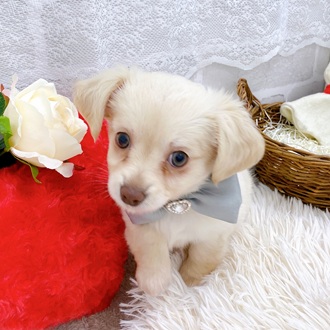 滋賀県のチワックス(チワワ×ダックス) (犬の家＆猫の里長浜店/2025年10月2日生まれ/女の子/クリーム)の子犬の3枚目の画像