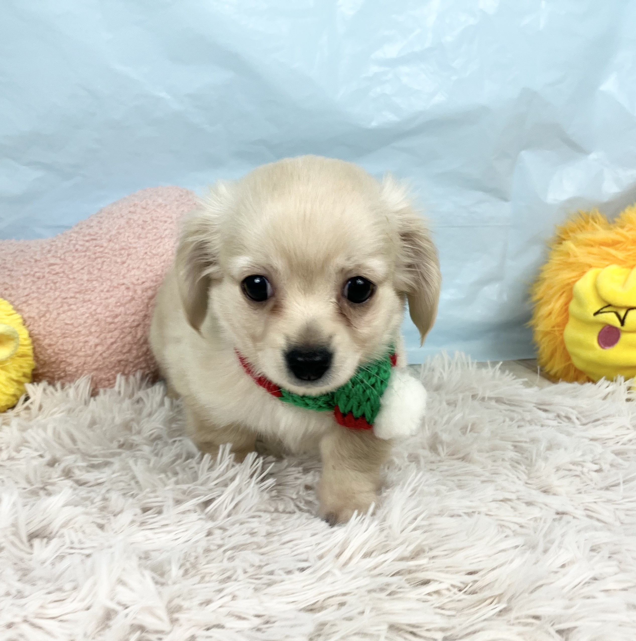 兵庫県のチワックス(チワワ×ダックス) (犬の家＆猫の里川西店/2025年10月2日生まれ/男の子/クリーム)の子犬の3枚目の画像