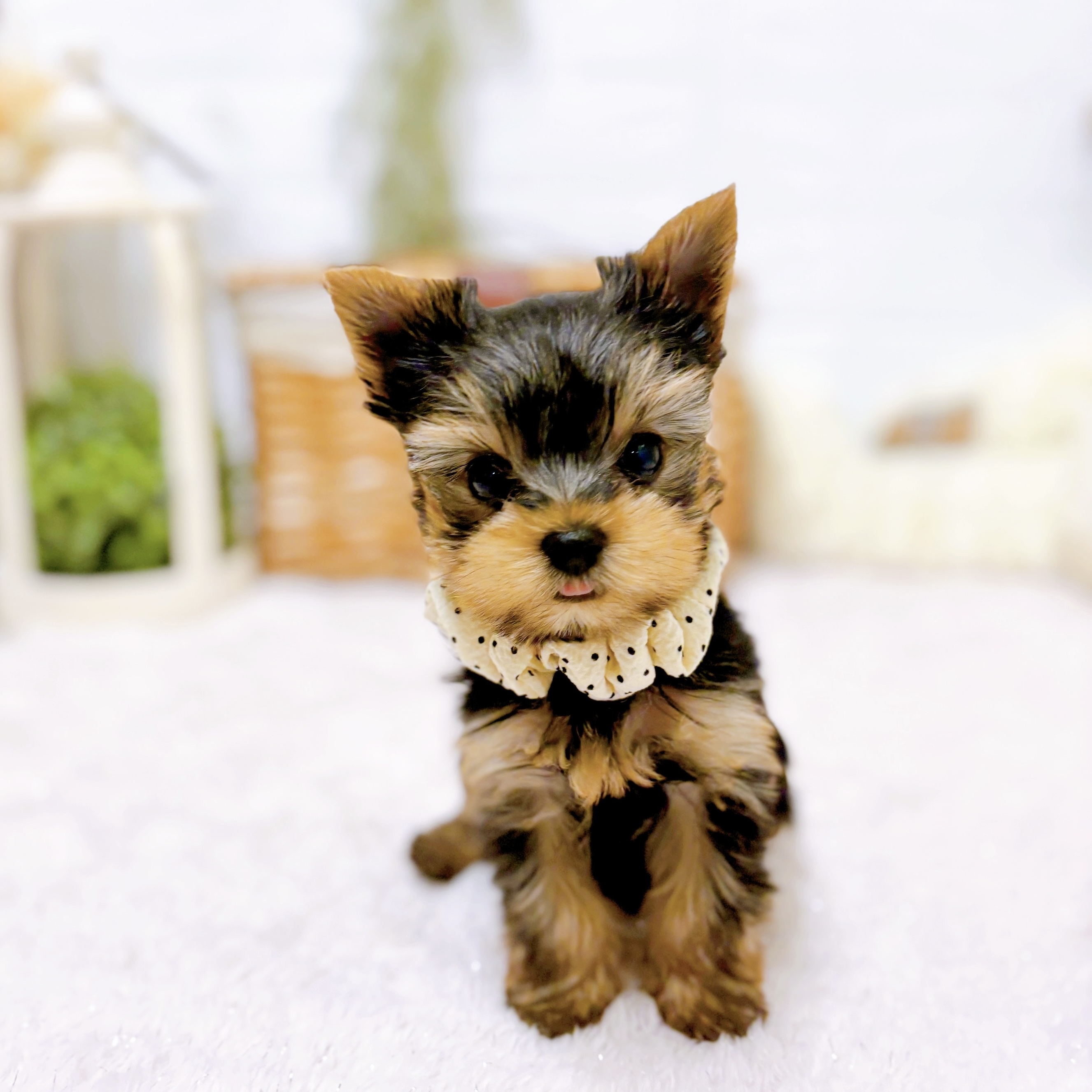 滋賀県のヨークシャーテリアの子犬を価格や特徴で探す|ペットショップ